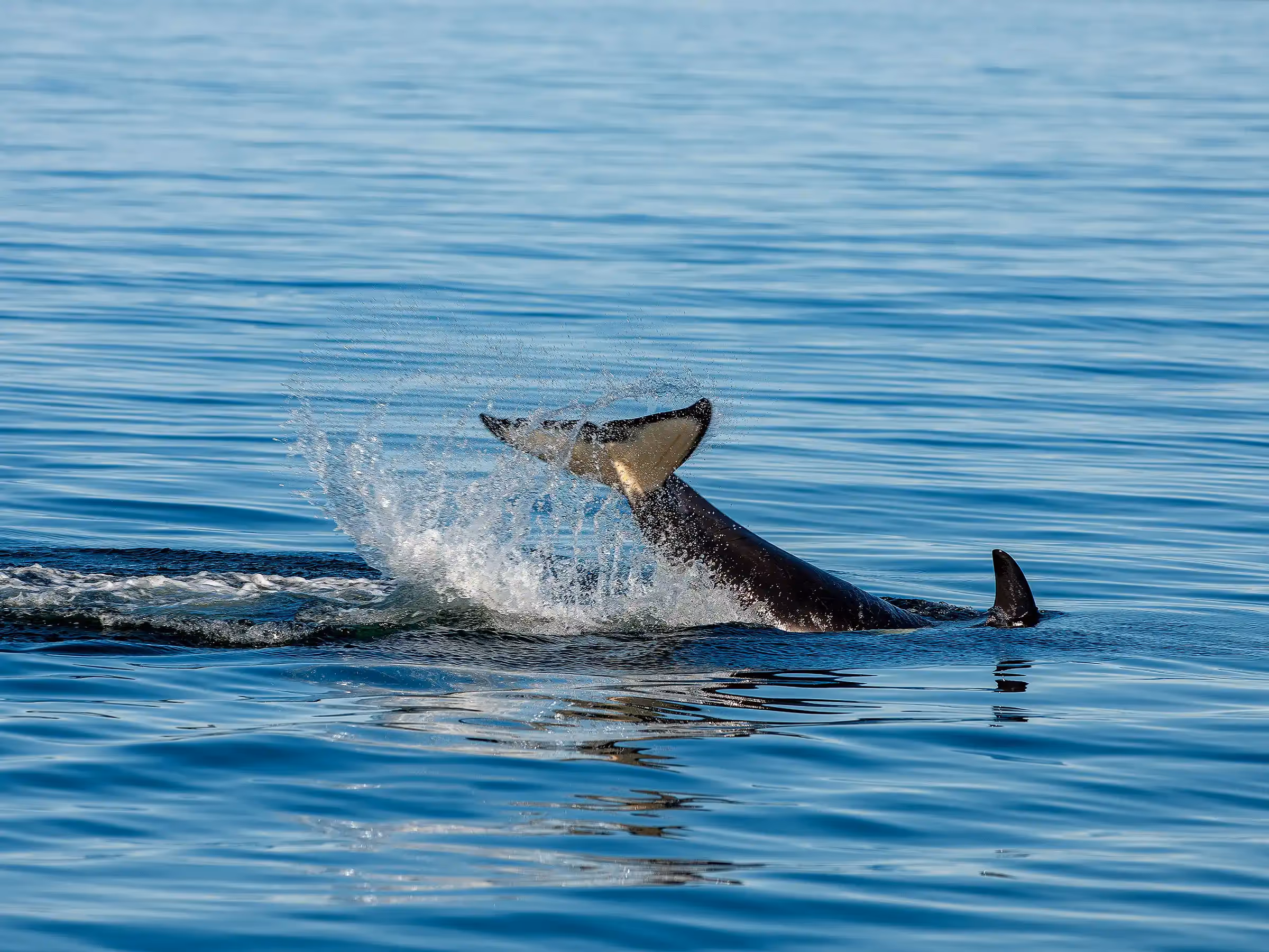Alaska Wilderness Charters—Orcas (Killer Whales)—John Schnell Photography