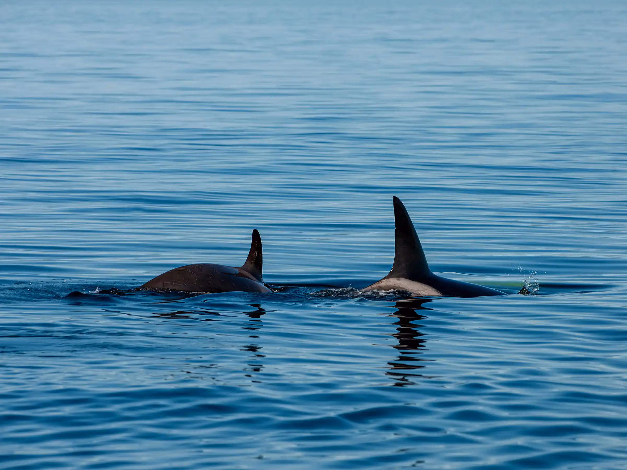 Alaska Wilderness Charters—Orcas (Killer Whales)—John Schnell Photography