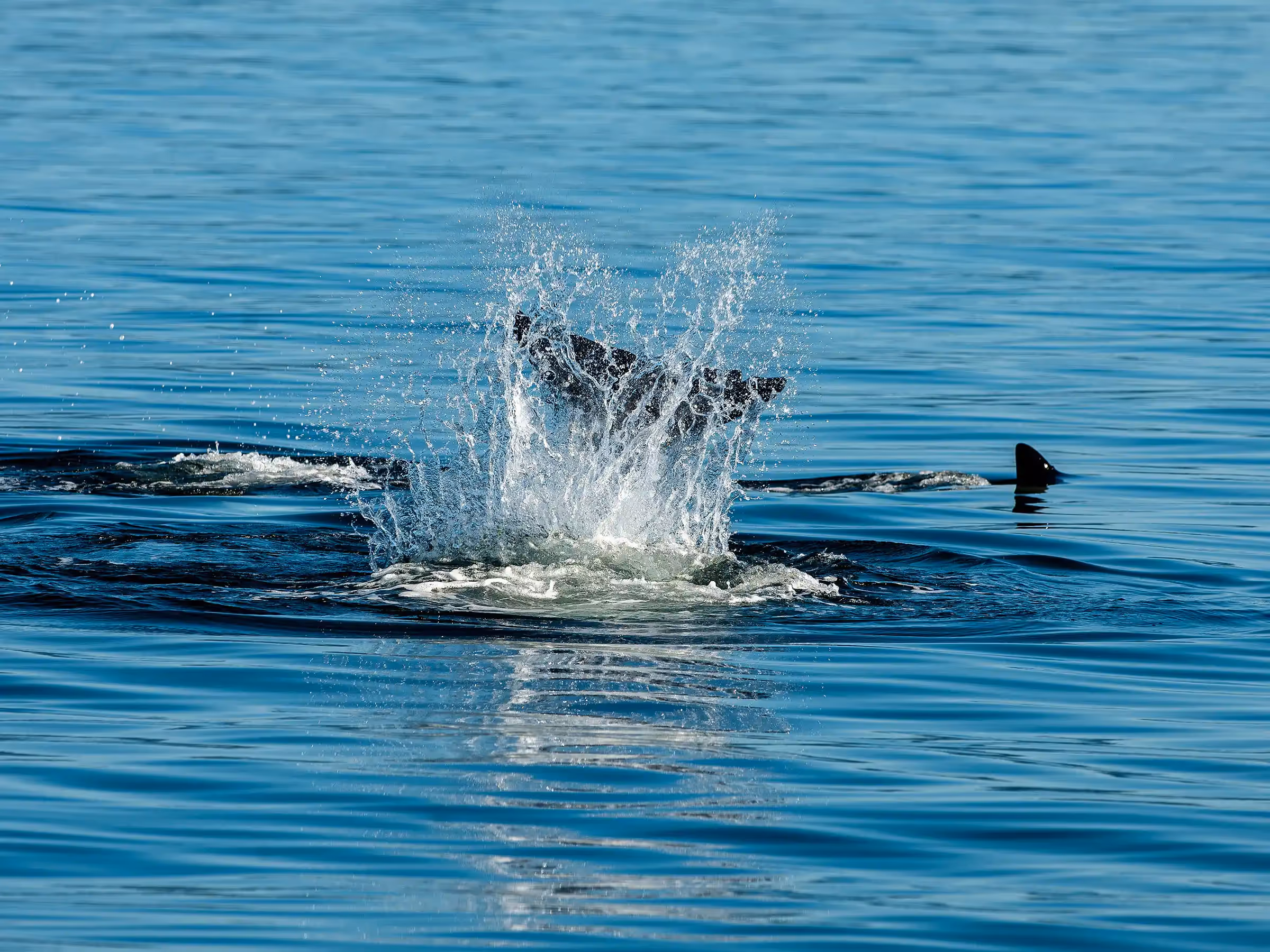 Alaska Wilderness Charters—Orcas (Killer Whales)—John Schnell Photography