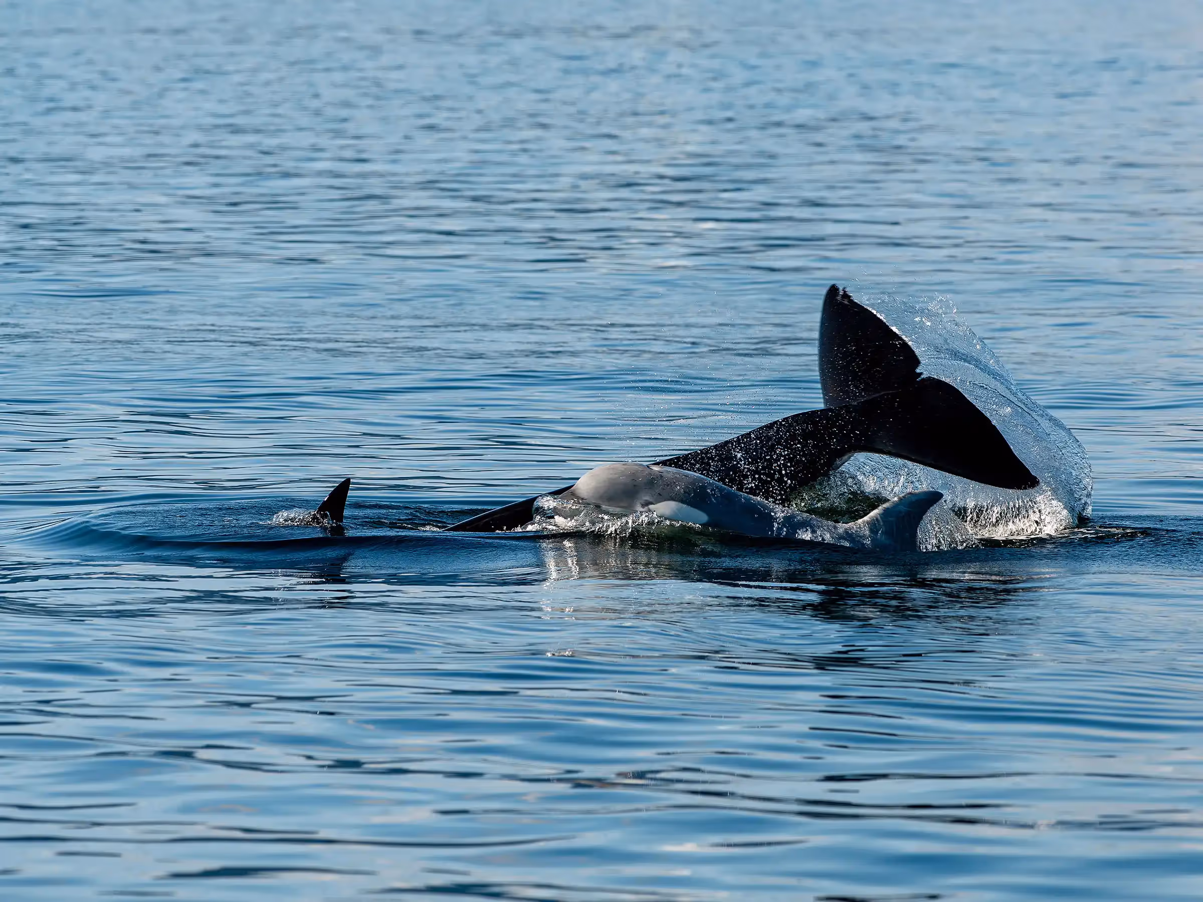 Alaska Wilderness Charters—Orcas (Killer Whales)—John Schnell Photography