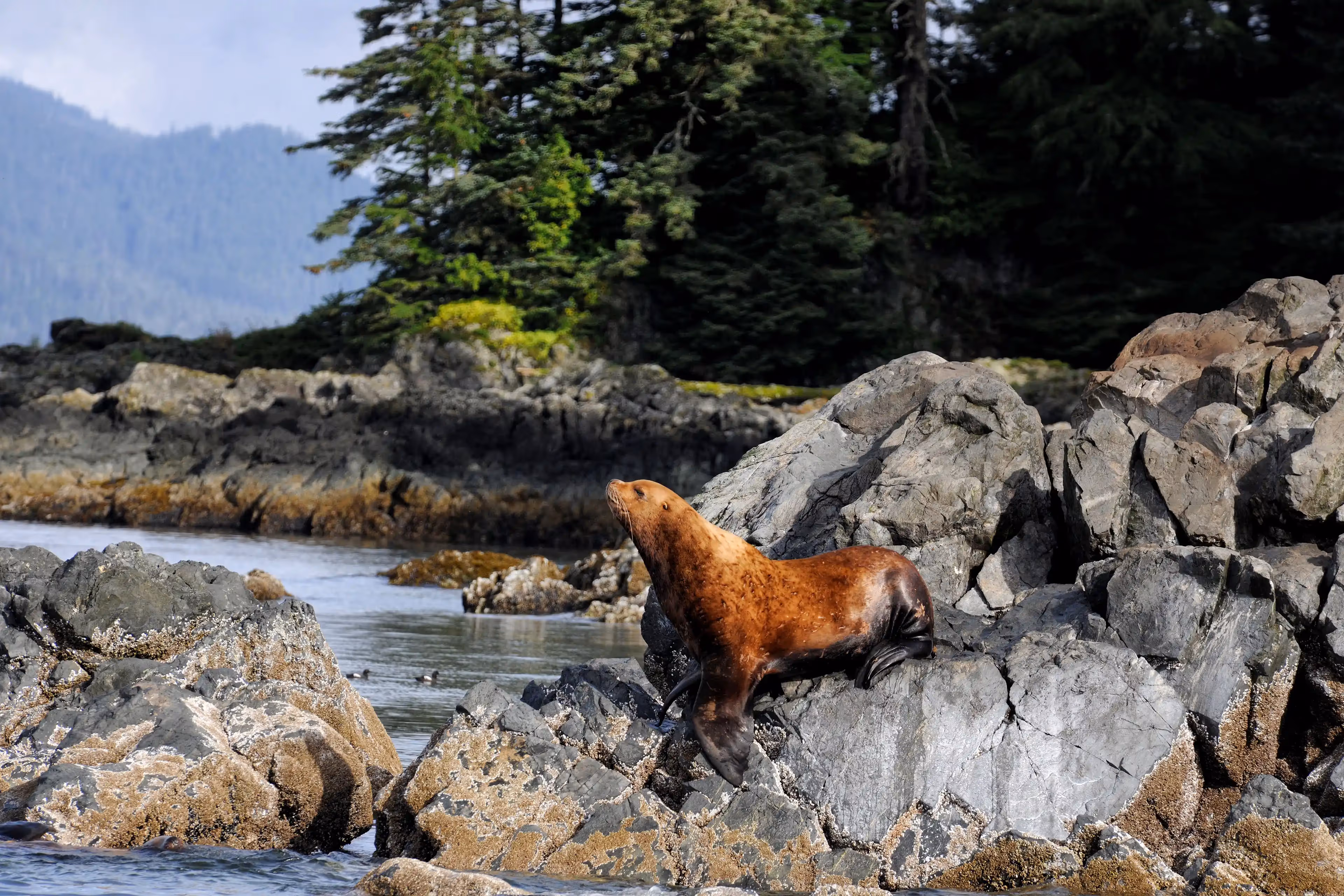 Playful Steller sea lions barking on Alaskan shores.