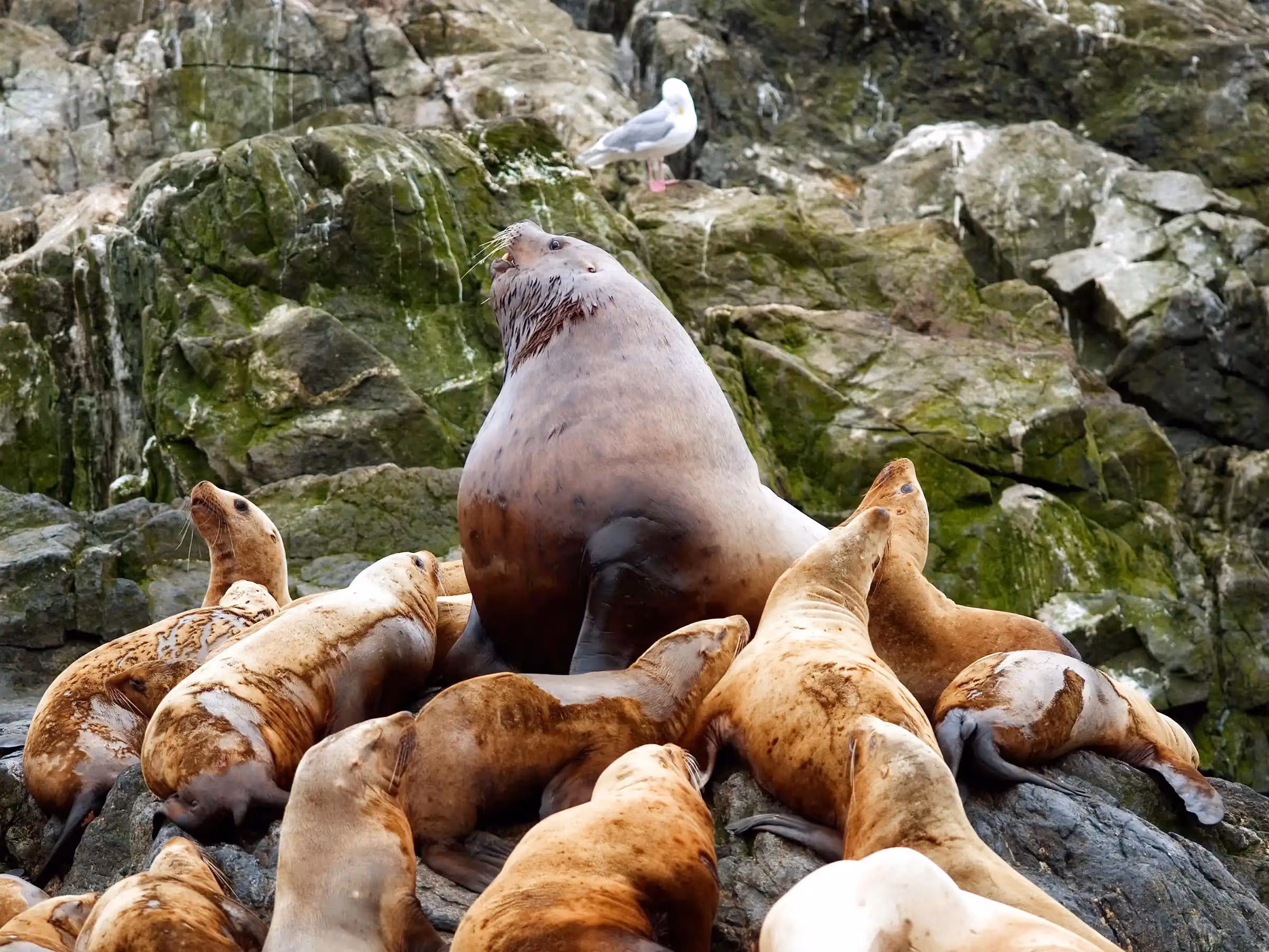 Alaska Wilderness Charters—Stellar Sea Lions—John Schnell Photography