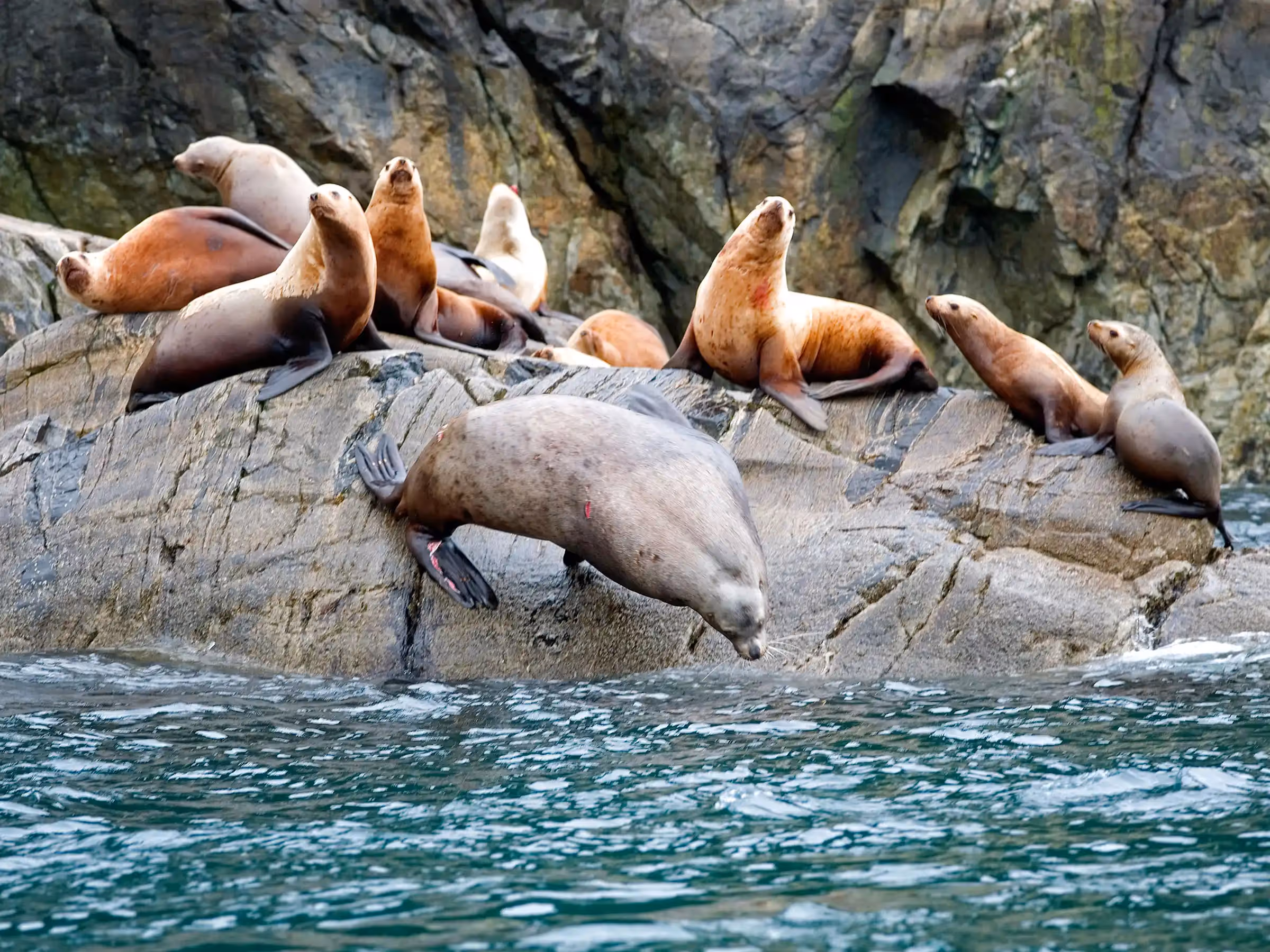 Alaska Wilderness Charters—Stellar Sea Lions—John Schnell Photography