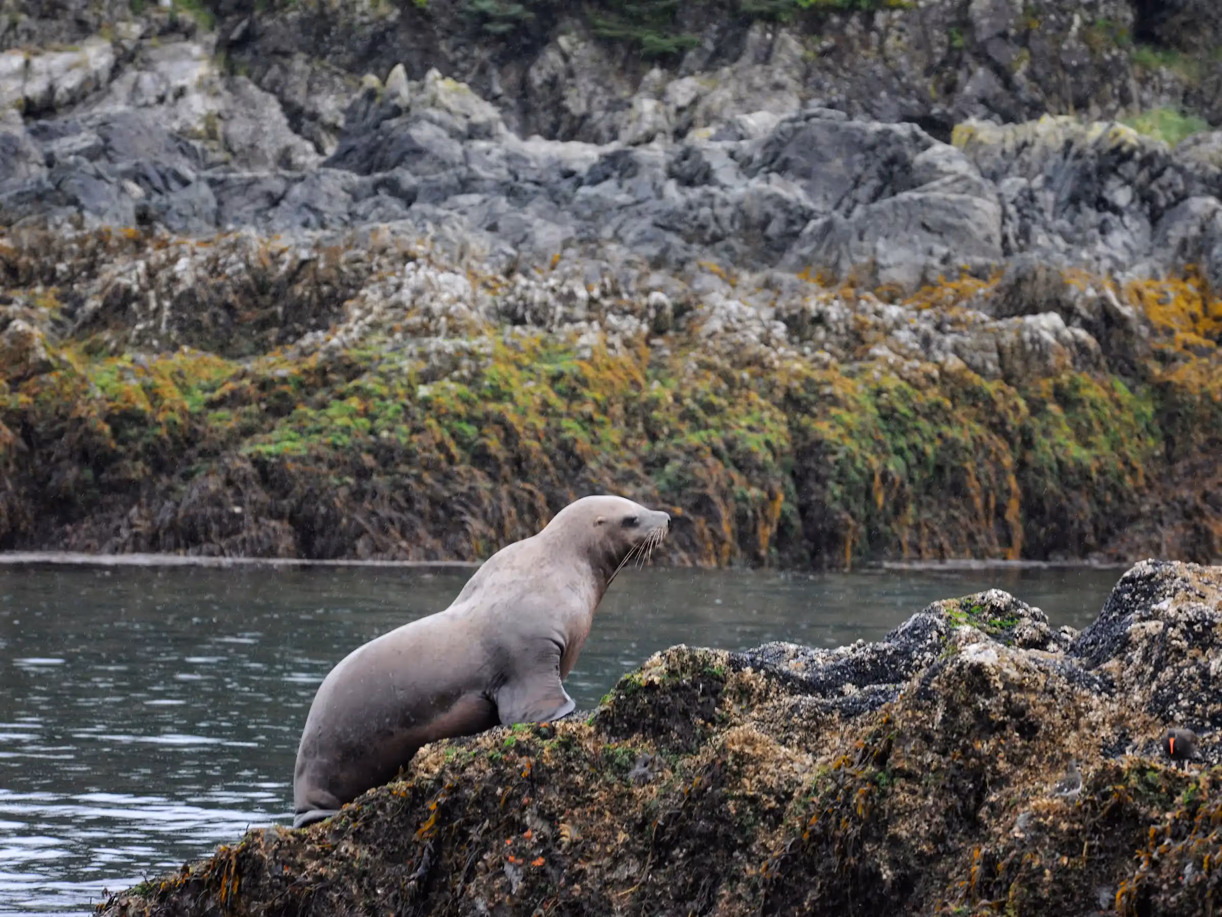 Alaska Wilderness Charters—Stellar Sea Lions—John Schnell Photography