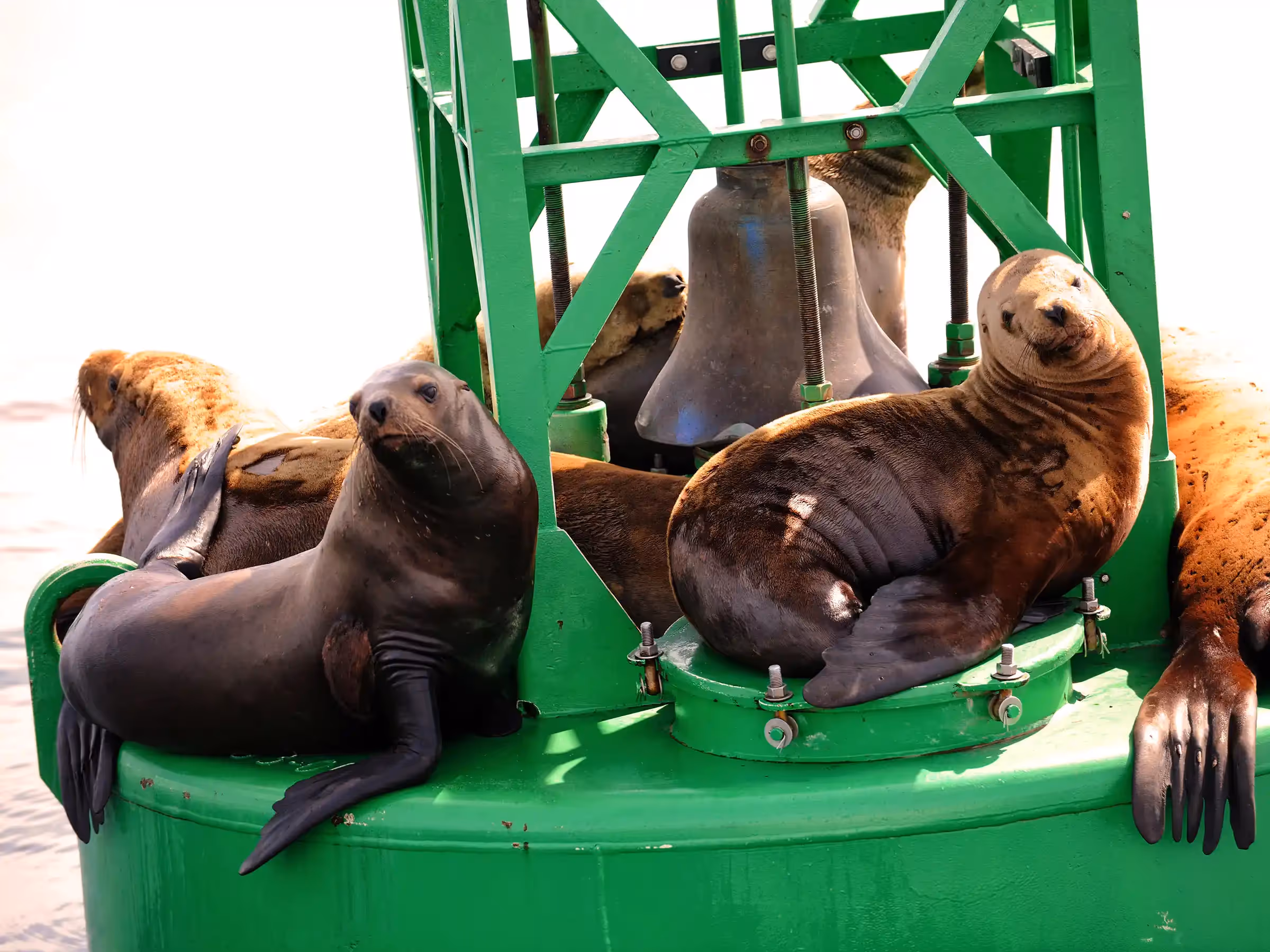 Alaska Wilderness Charters—Stellar Sea Lions—John Schnell Photography