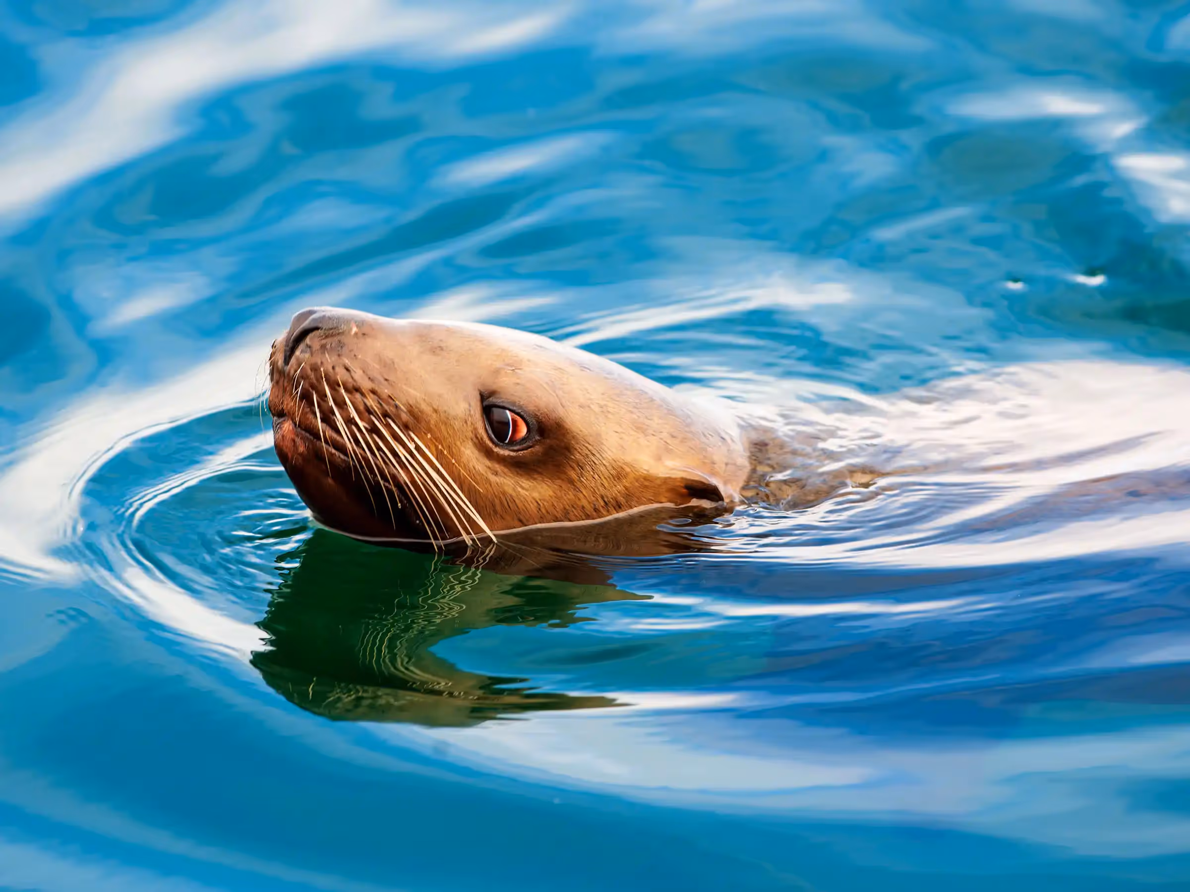 Alaska Wilderness Charters—Stellar Sea Lions—John Schnell Photography