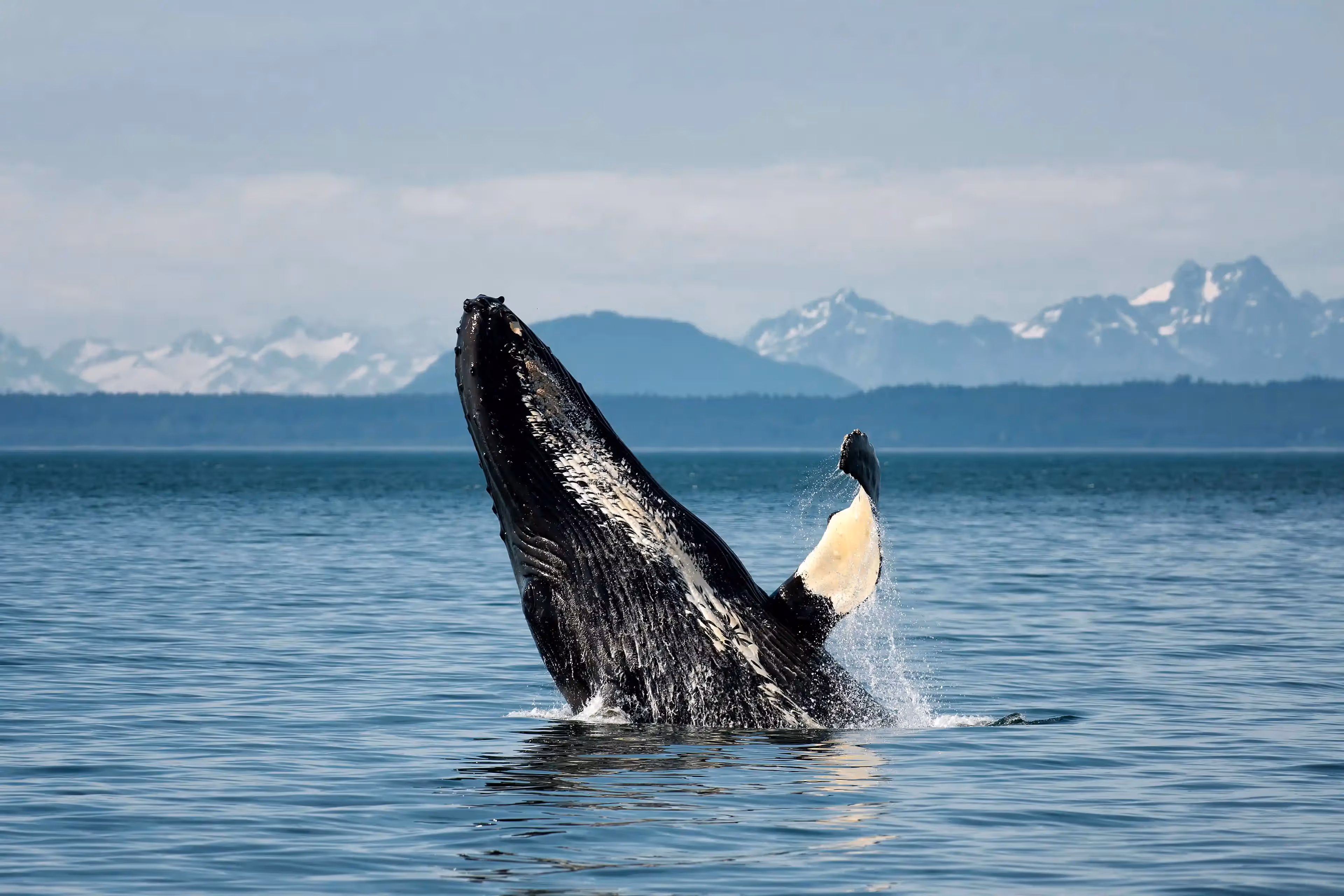 Humpback whale breaching the surface in Alaska's stunning waters.