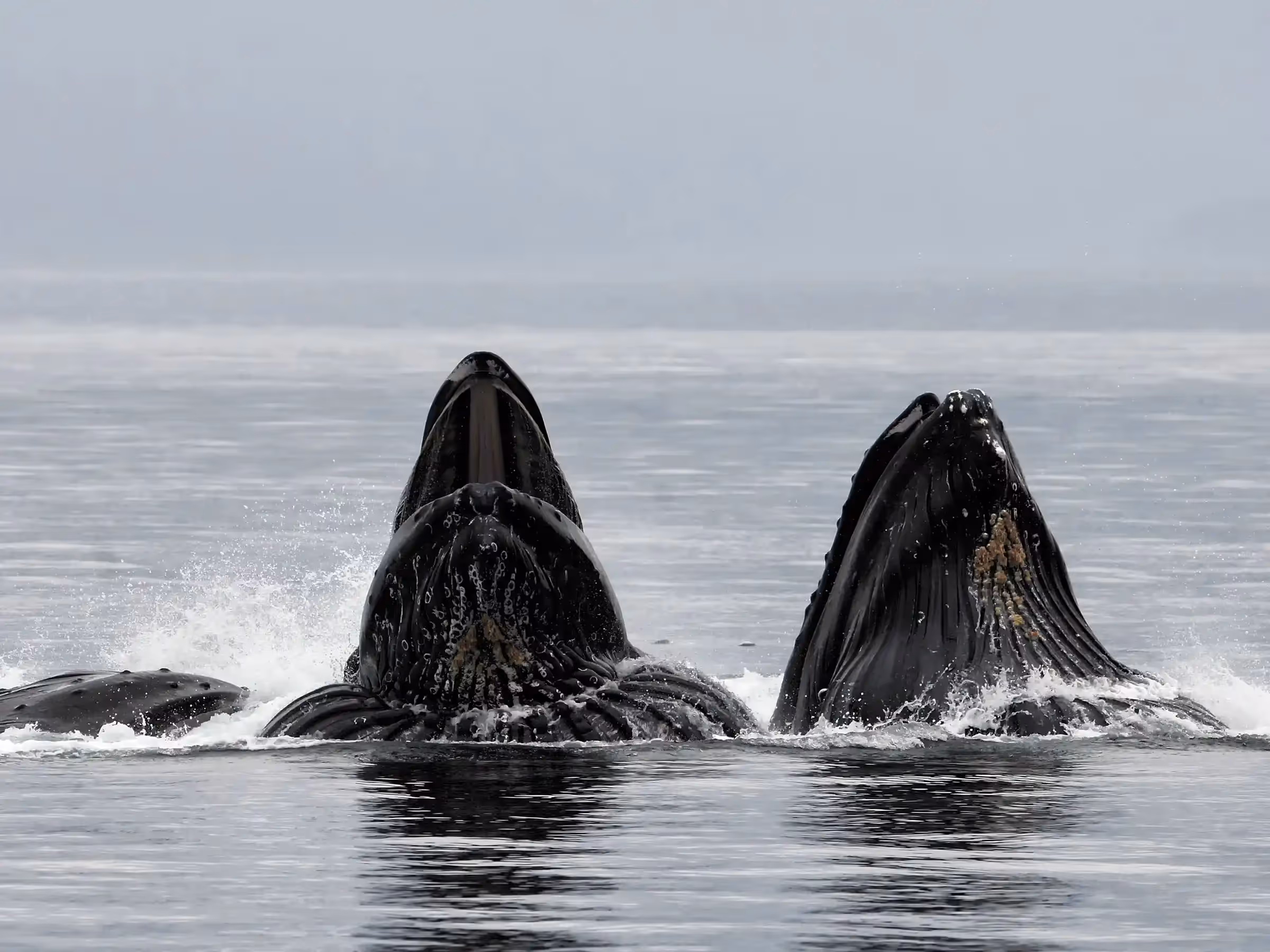Alaska Wilderness Charters—Humpback Whales—John Schnell Photography