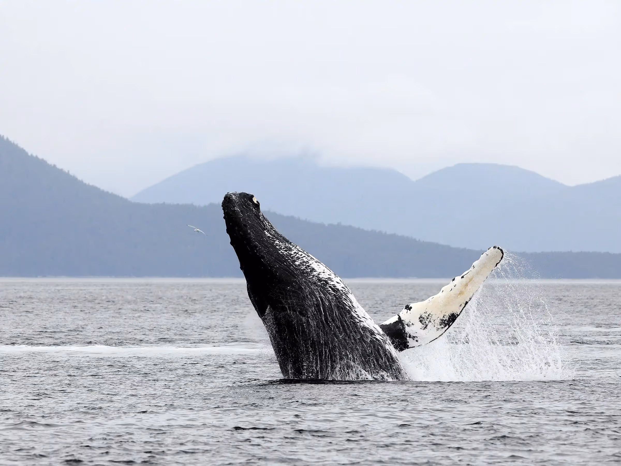 Alaska Wilderness Charters—Humpback Whales—John Schnell Photography