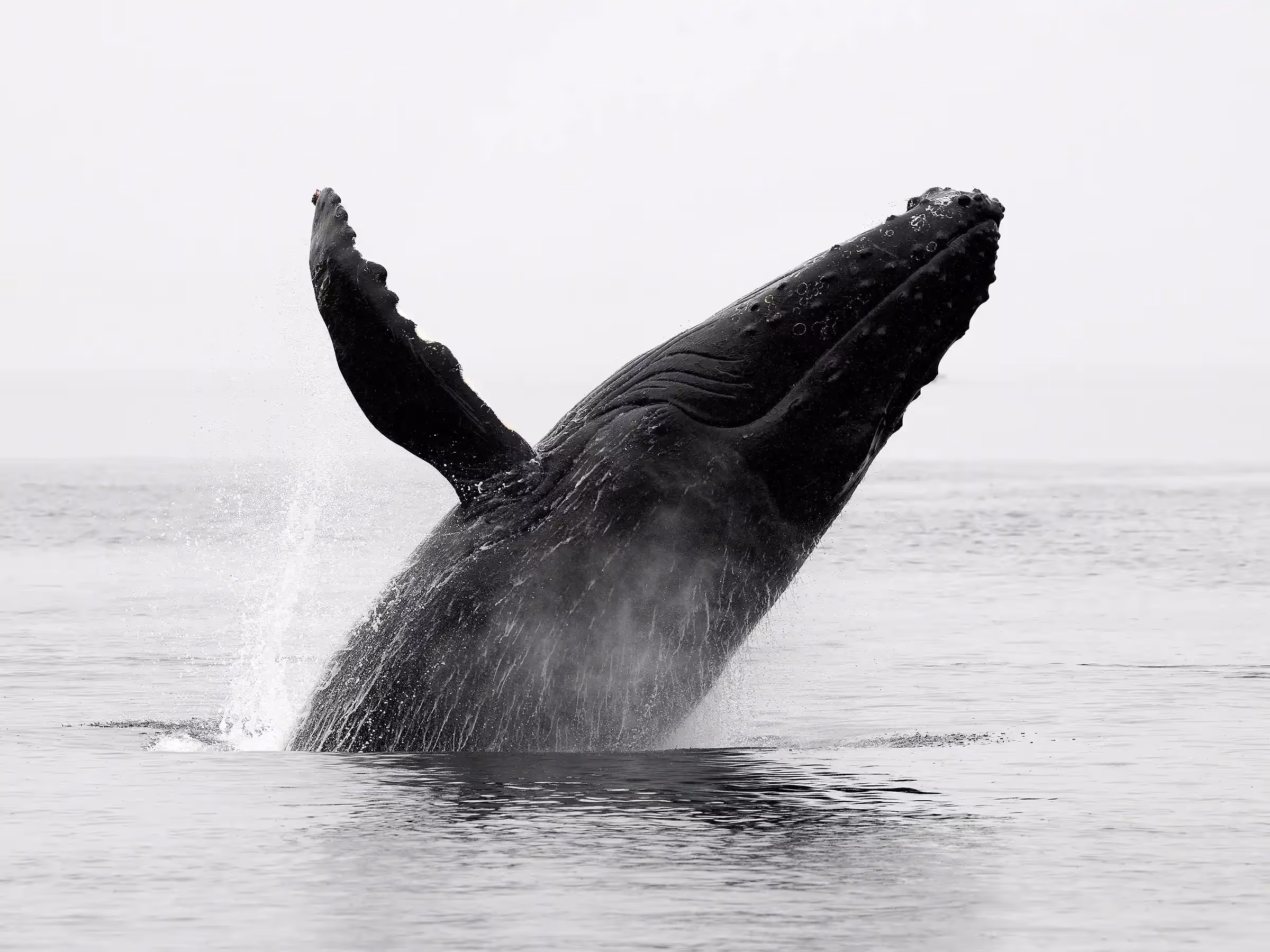 Alaska Wilderness Charters—Humpback Whales—John Schnell Photography
