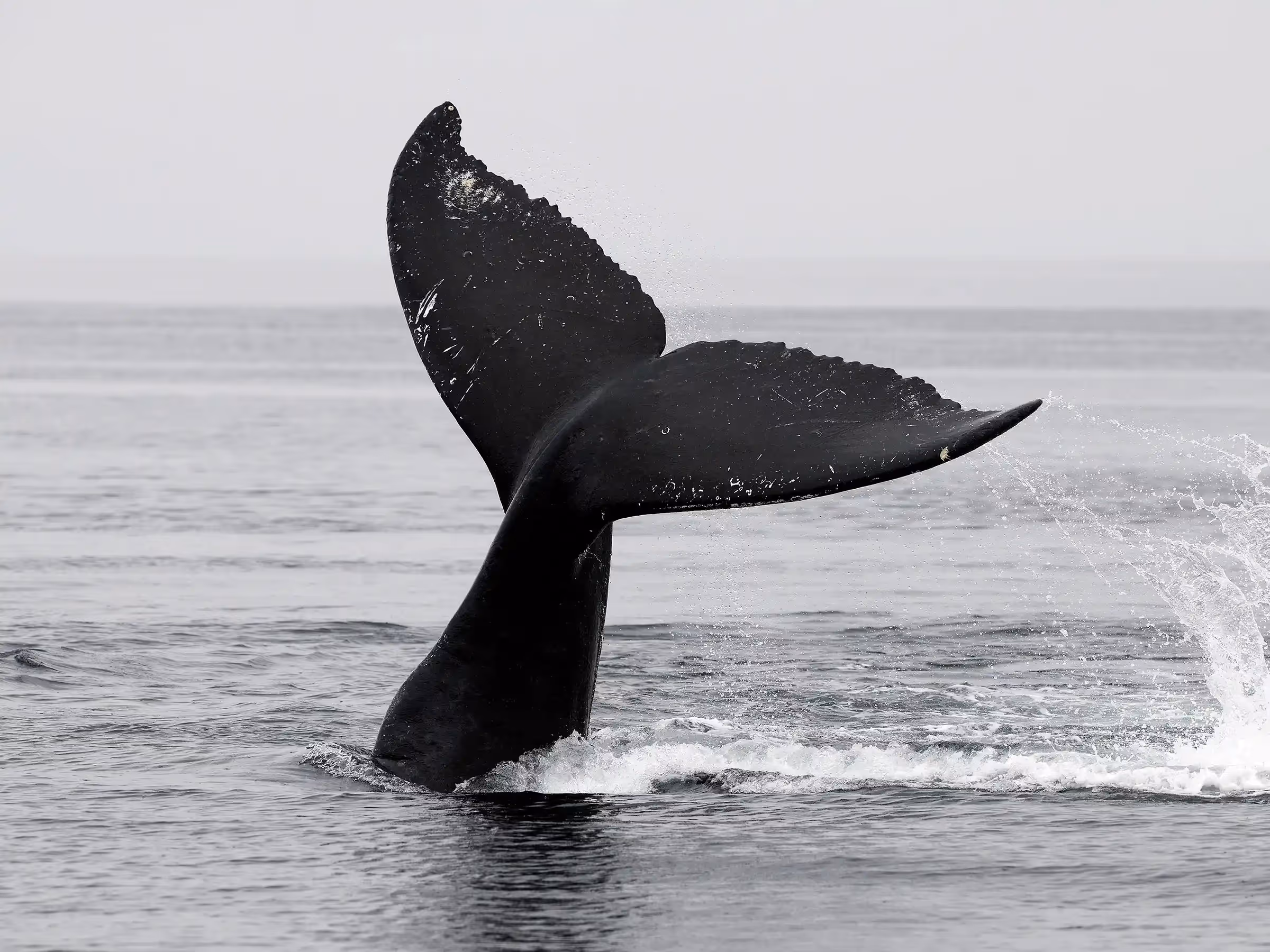Alaska Wilderness Charters—Humpback Whales—John Schnell Photography