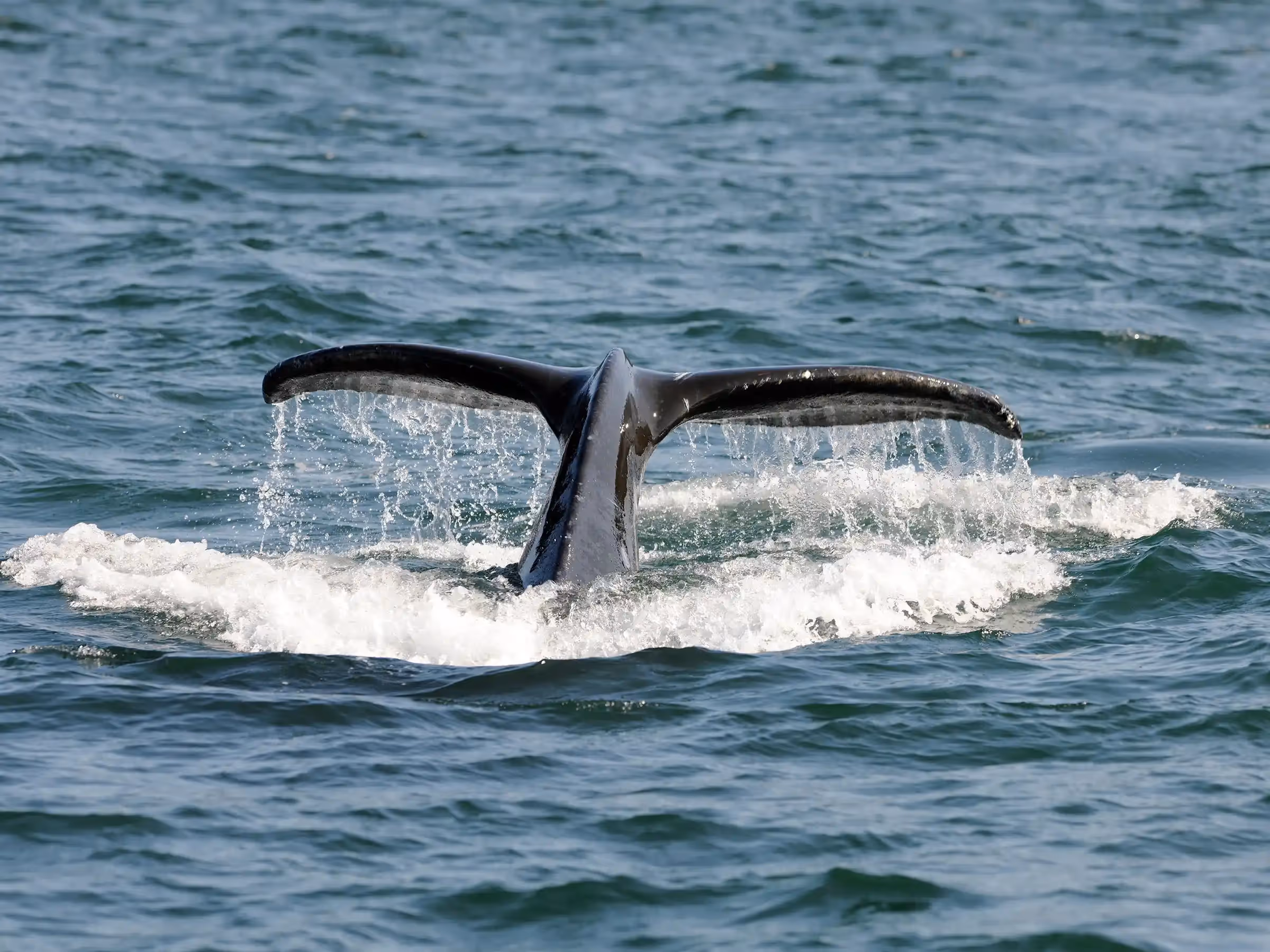 Alaska Wilderness Charters—Humpback Whales—John Schnell Photography