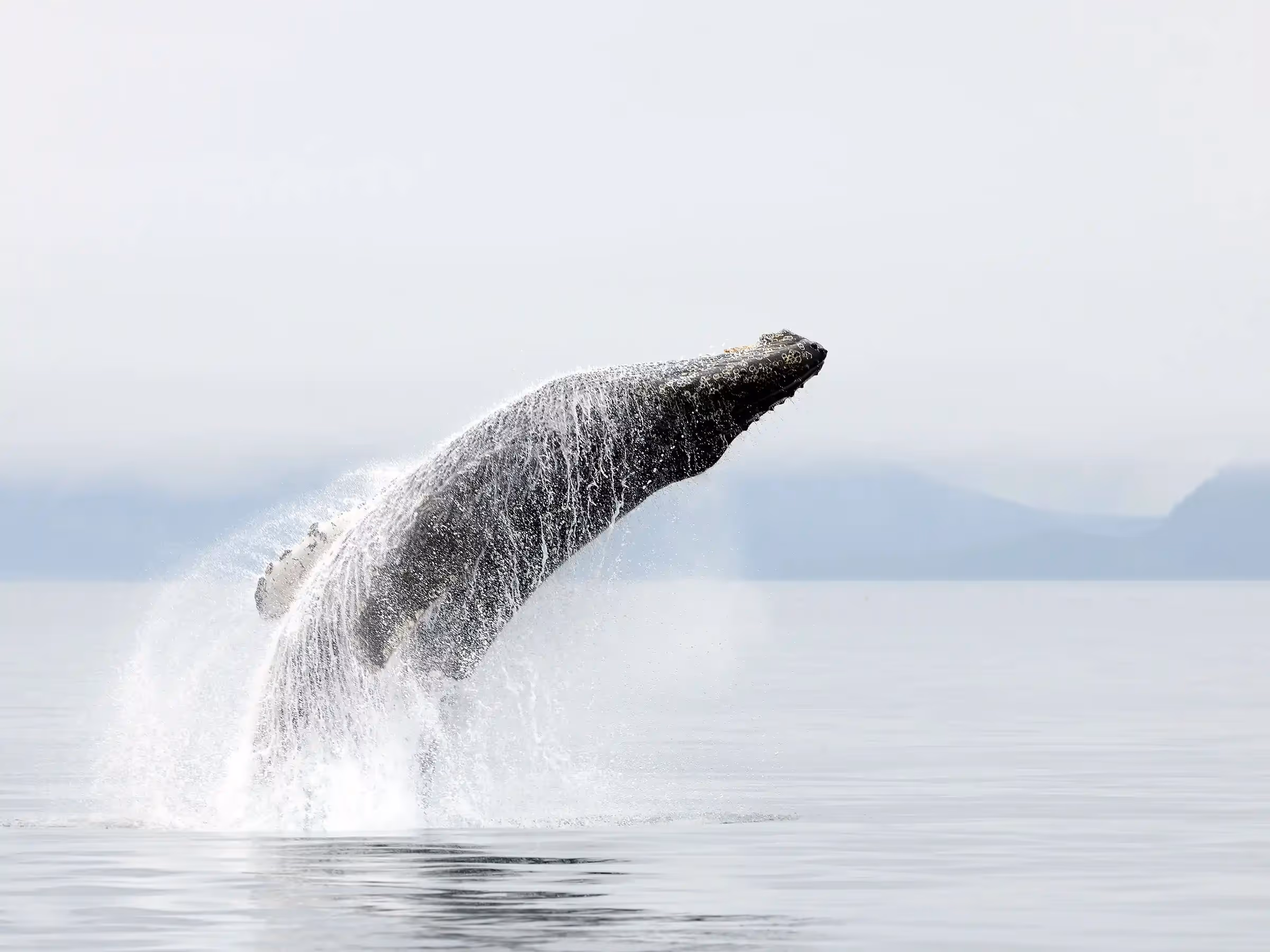 Alaska Wilderness Charters—Humpback Whales—John Schnell Photography