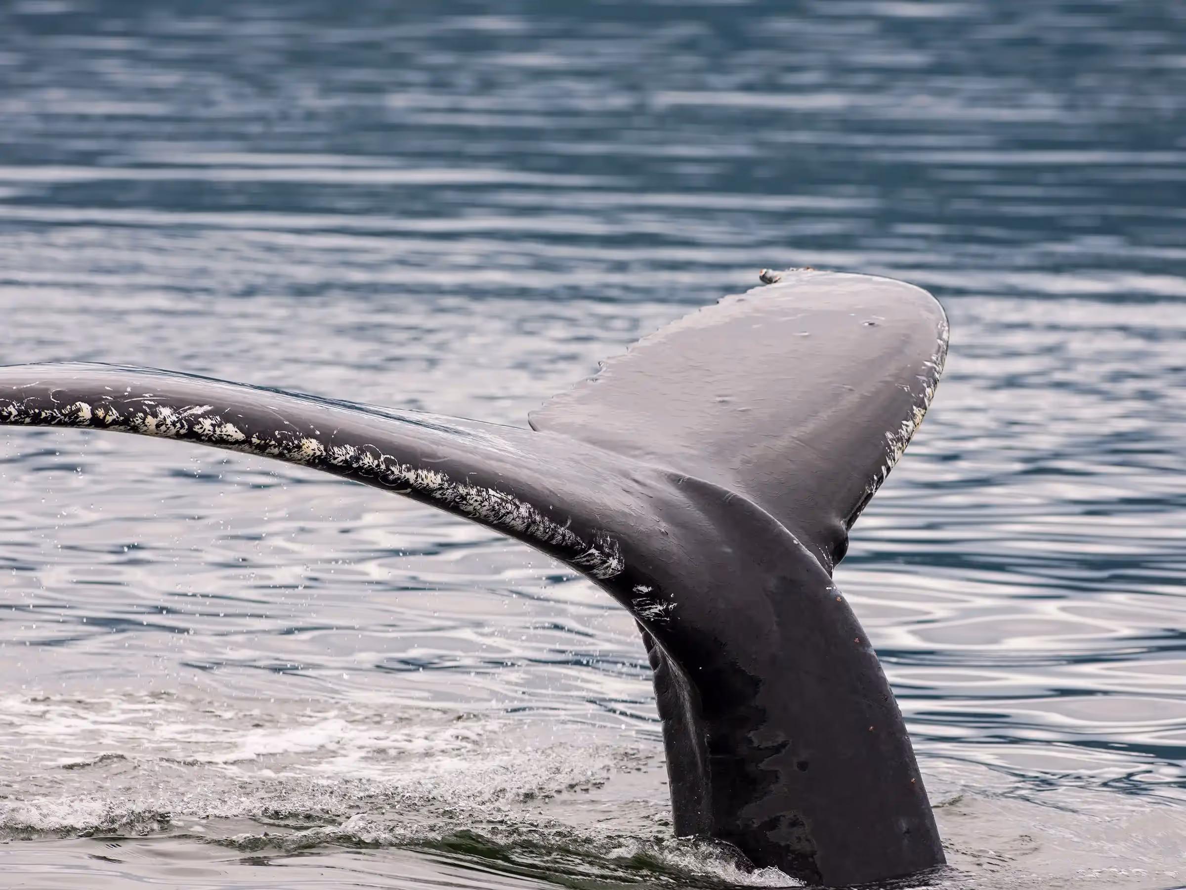 Alaska Wilderness Charters—Humpback Whales—John Schnell Photography