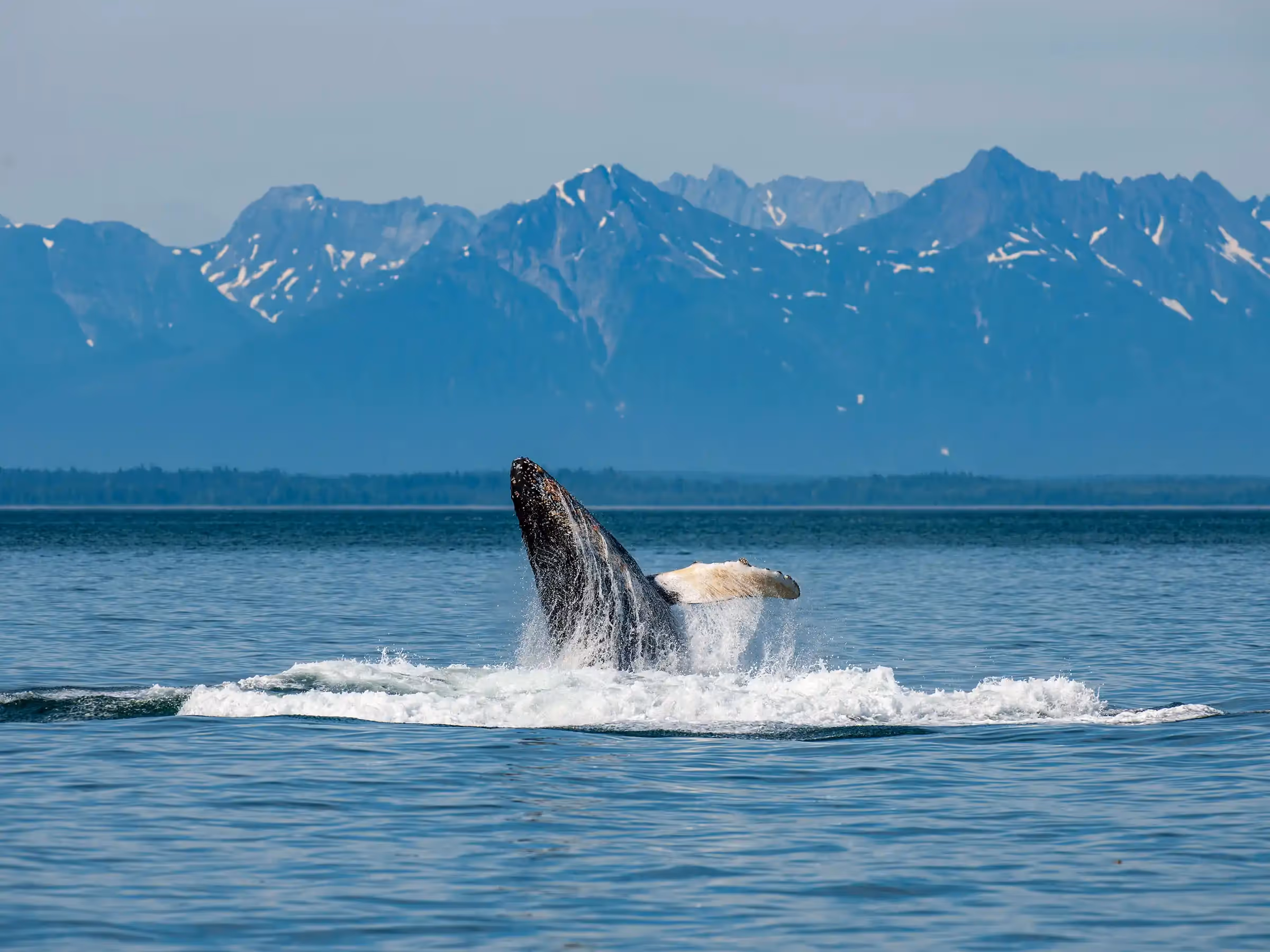 Alaska Wilderness Charters—Humpback Whales—John Schnell Photography