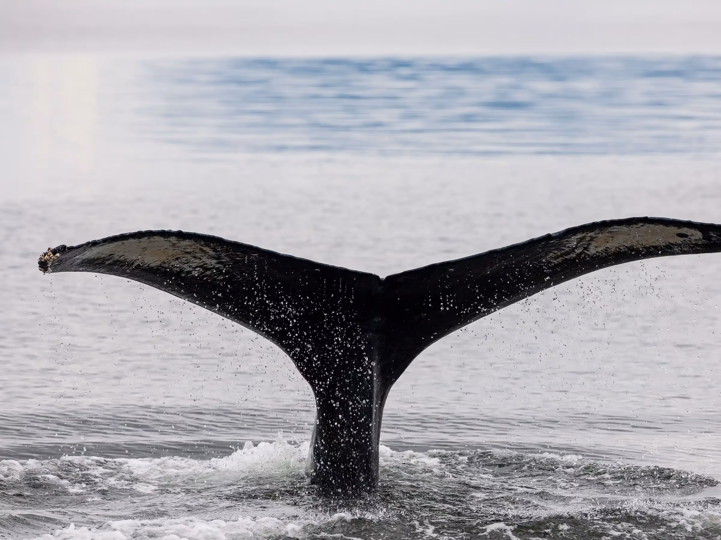 Alaska Wilderness Charters—Humpback Whales—John Schnell Photography