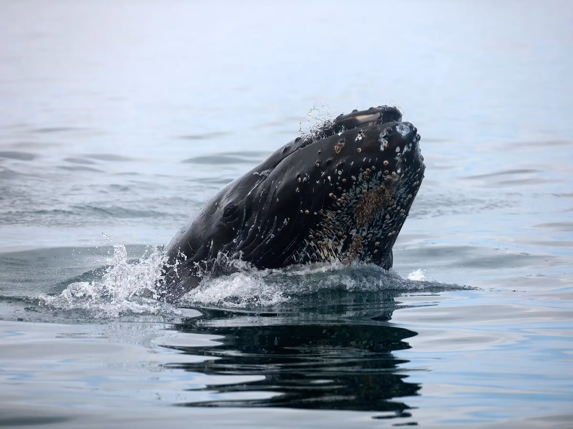 Alaska Wilderness Charters—Humpback Whales—John Schnell Photography
