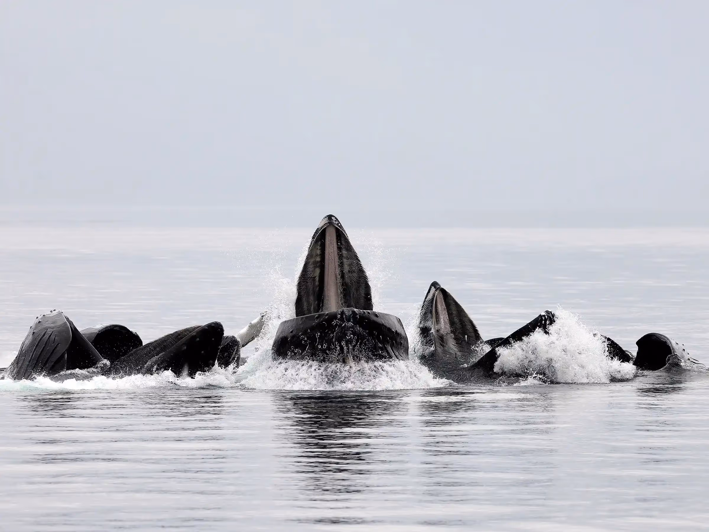 Alaska Wilderness Charters—Humpback Whales—John Schnell Photography