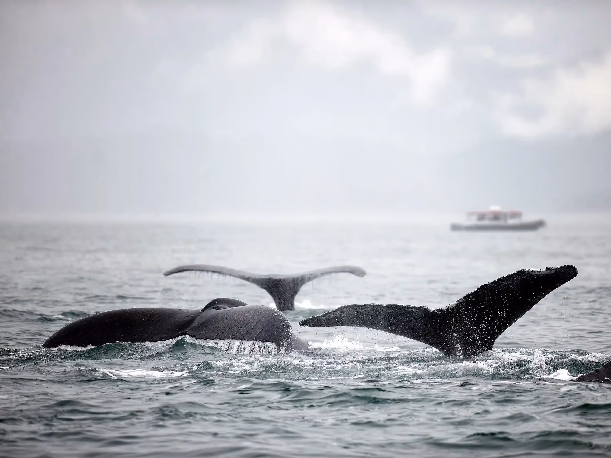 Alaska Wilderness Charters—Humpback Whales—John Schnell Photography