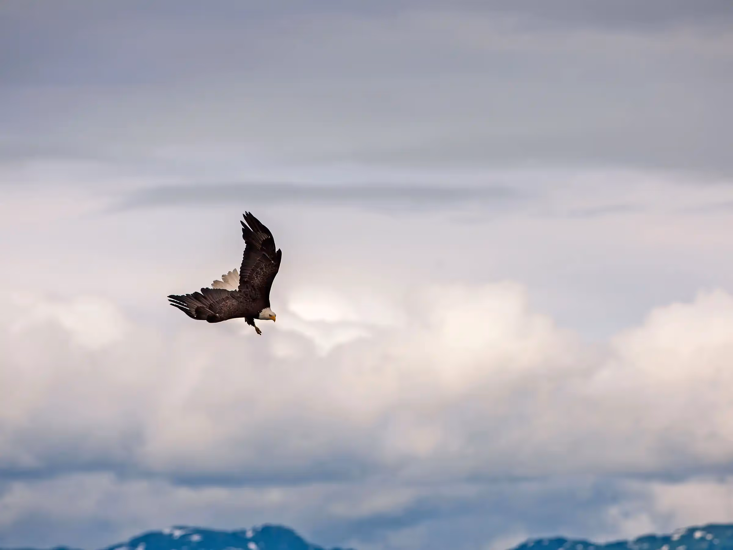 Alaska Wilderness Charters—American Bald Eagles—John Schnell Photography