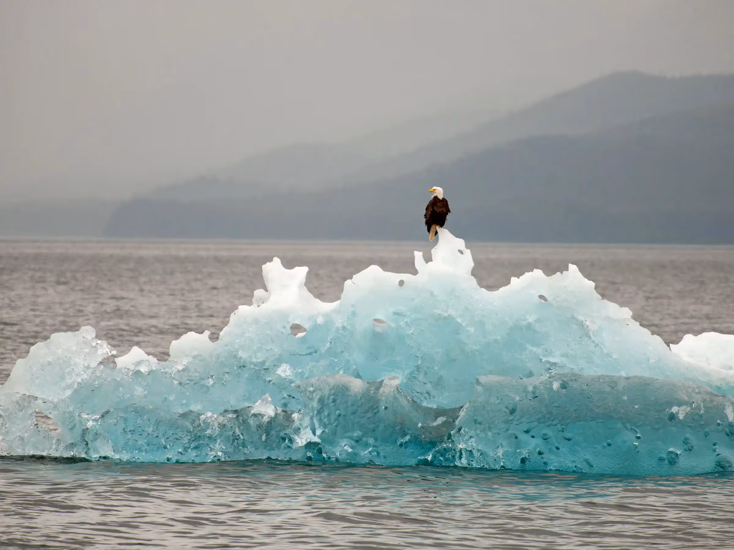 Alaska Wilderness Charters—American Bald Eagles—John Schnell Photography