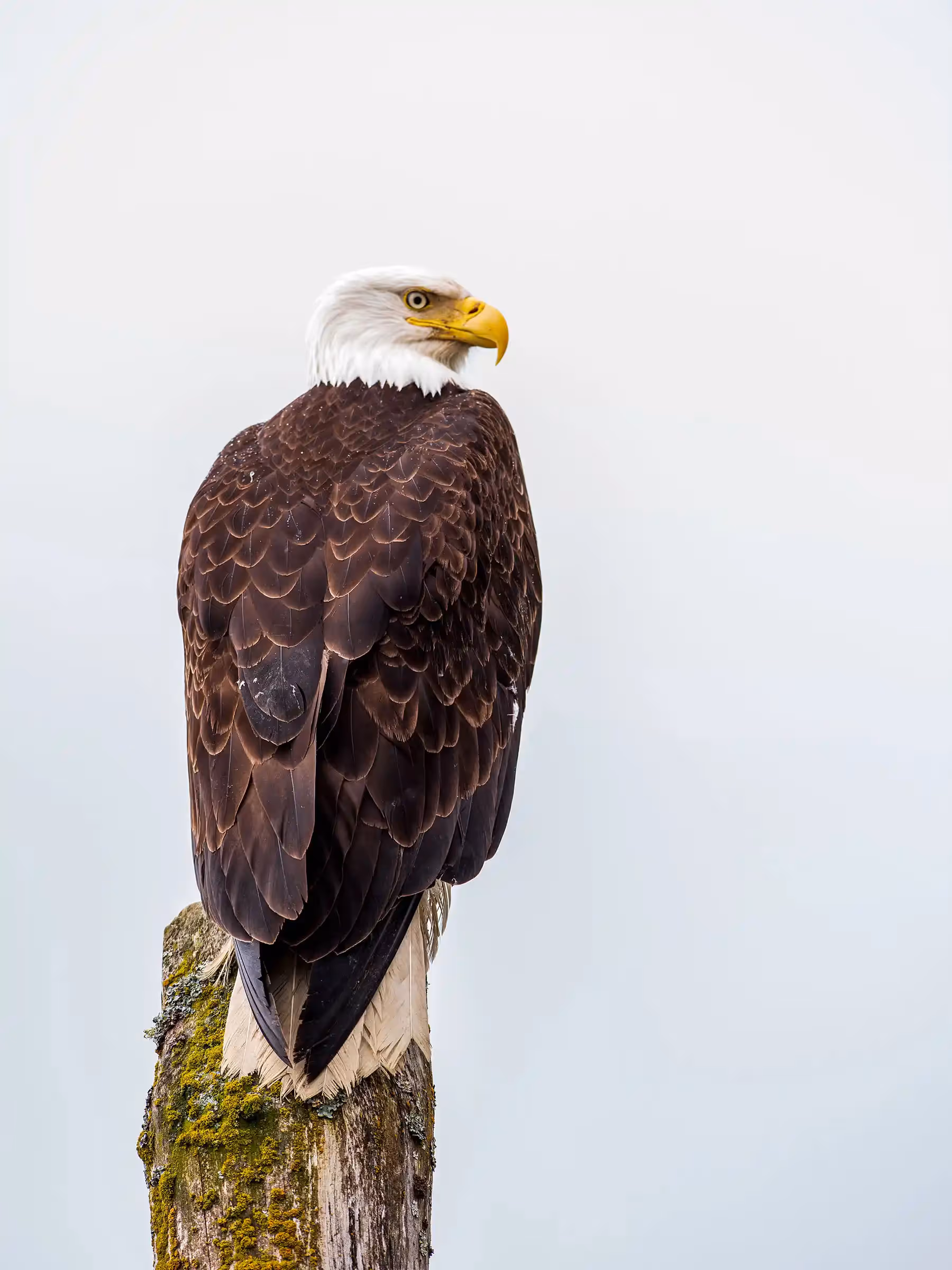 Alaska Wilderness Charters—American Bald Eagles—John Schnell Photography
