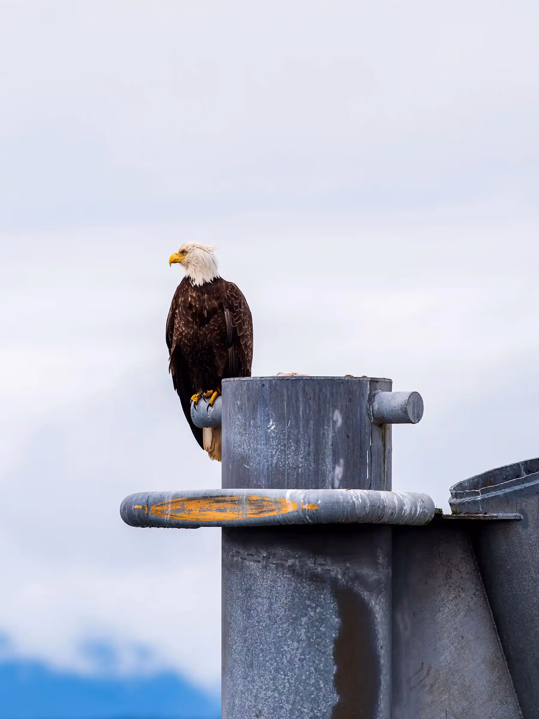 Alaska Wilderness Charters—American Bald Eagles—John Schnell Photography