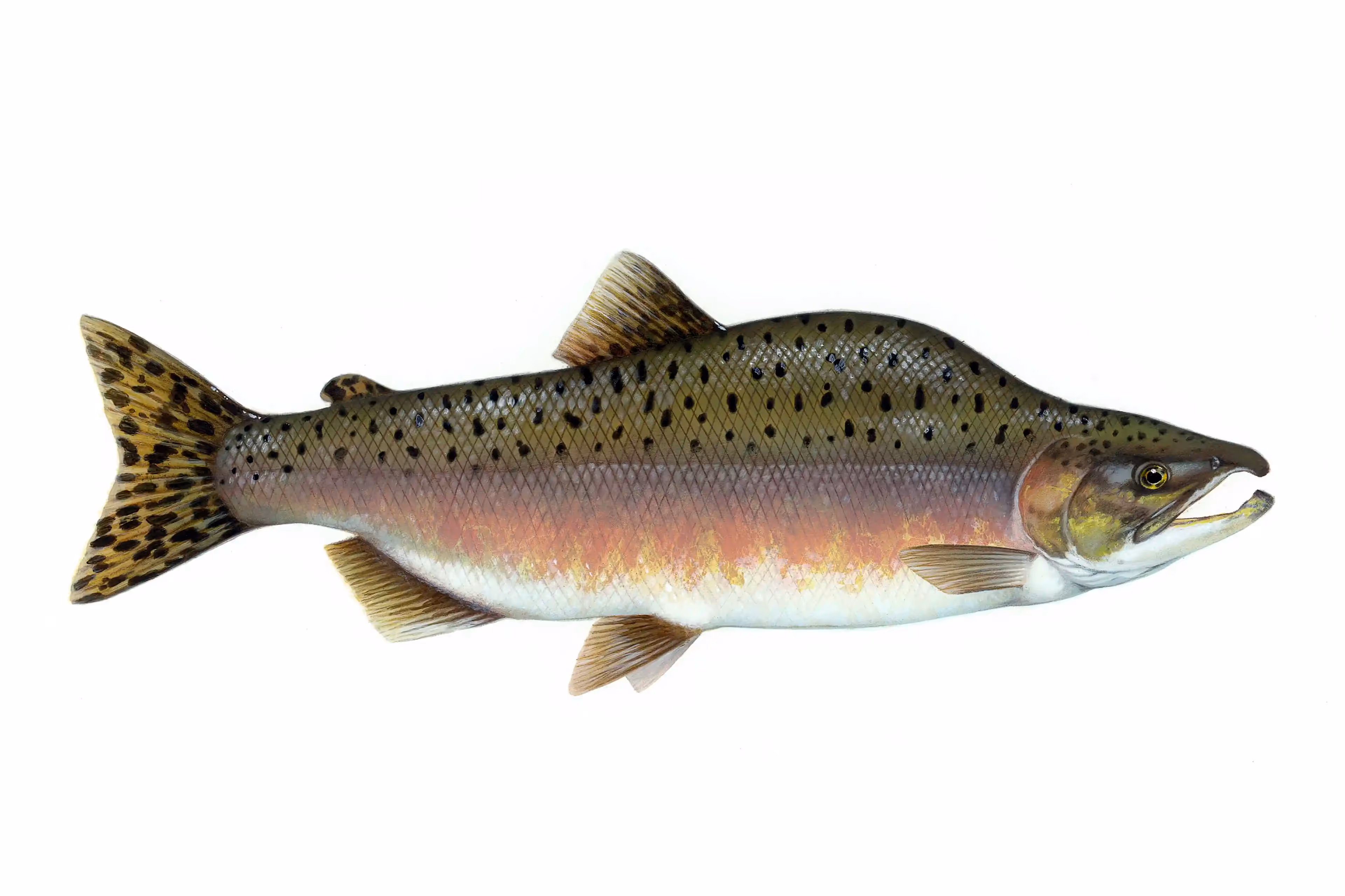 Navigate Alaska's waters with our comprehensive fish identification guide, ideal for anglers and nature enthusiasts alike.