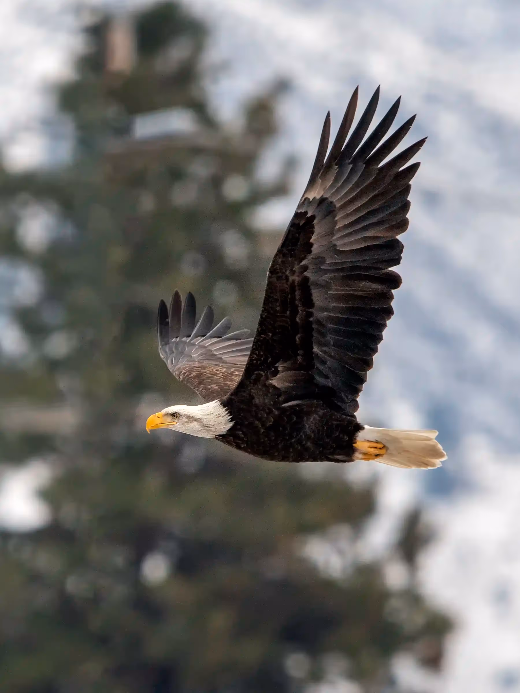 Alaska Wilderness Charters—American Bald Eagles—John Schnell Photography