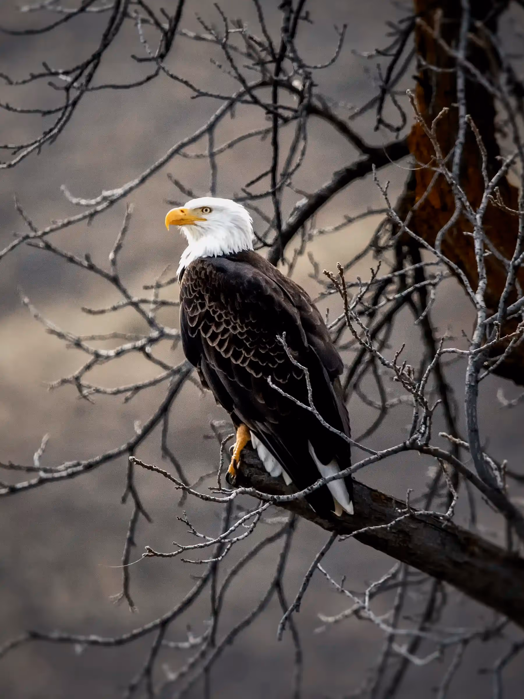 Alaska Wilderness Charters—American Bald Eagles—John Schnell Photography