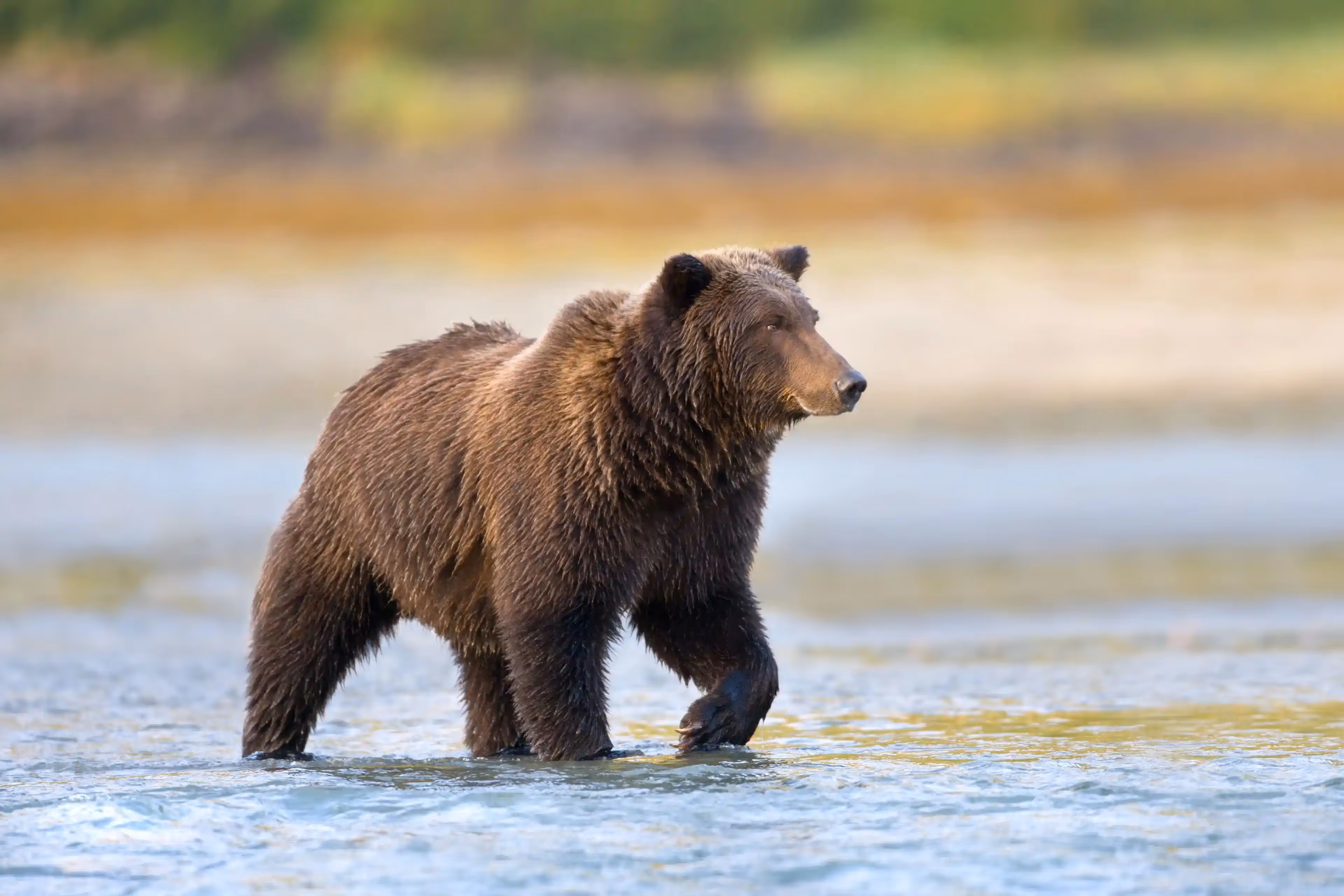 Alaska Brown Bear