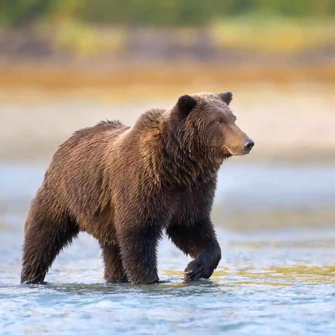 Alaska Brown Bear