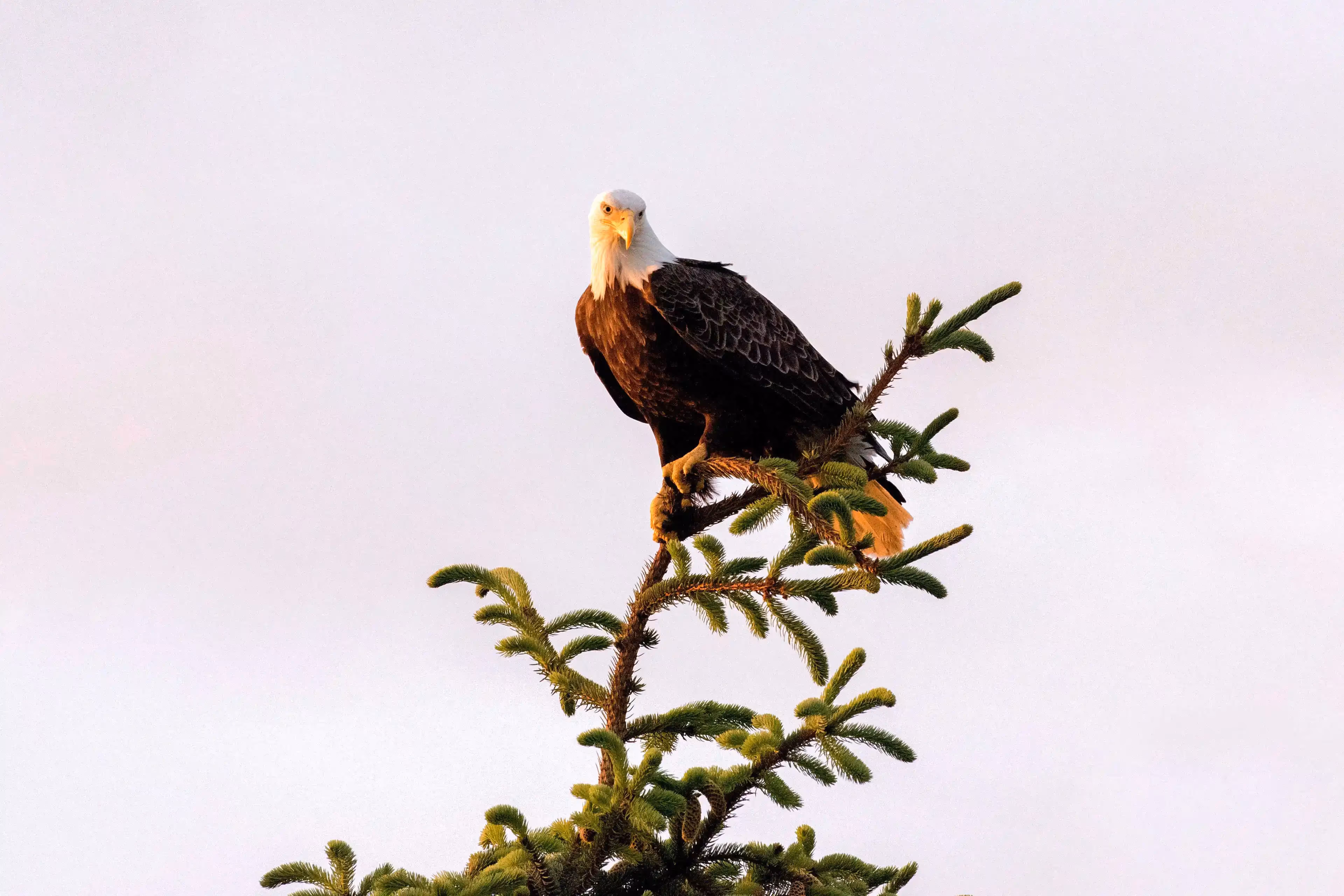 Majestic American Bald Eagle
