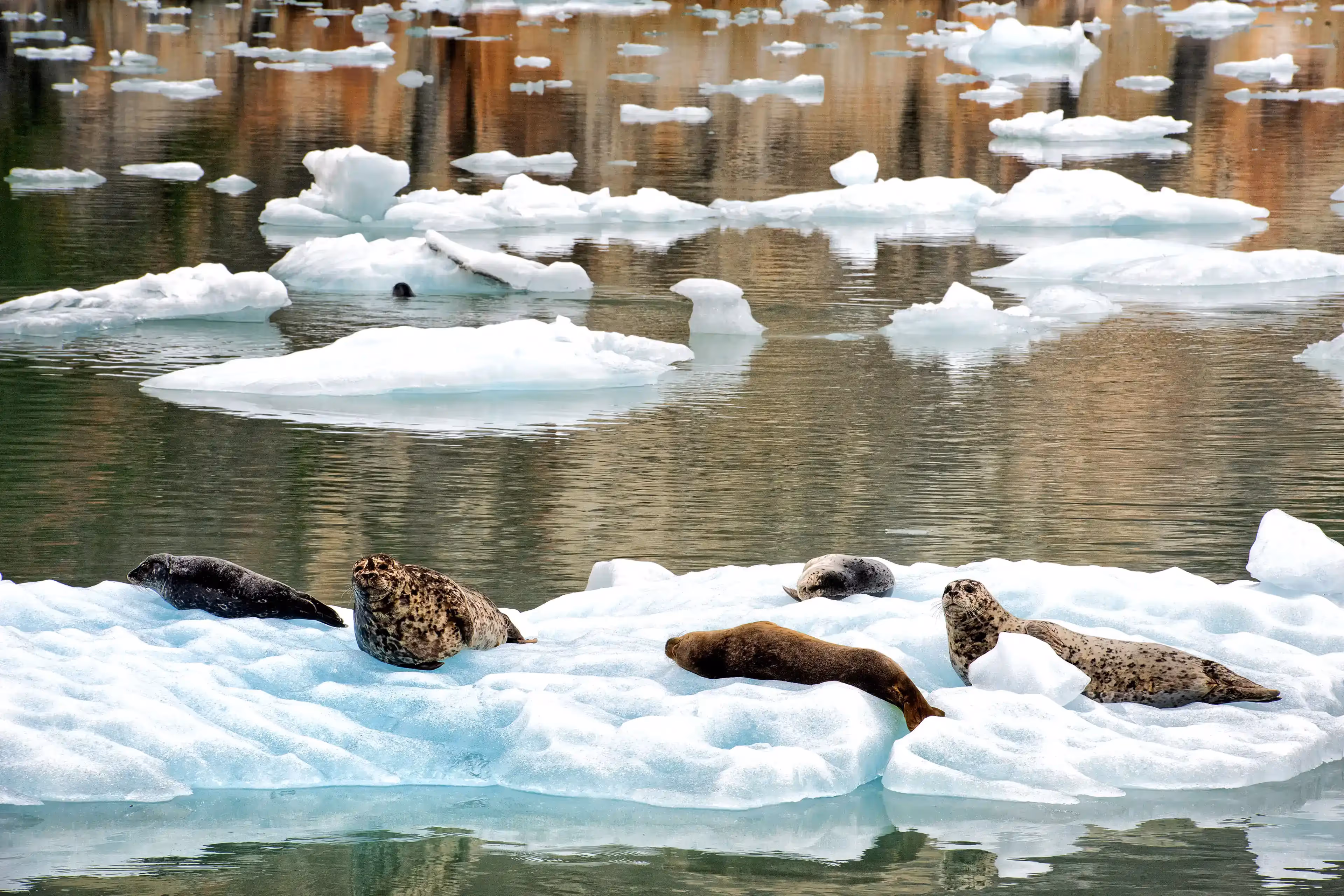 Harbor seals hauled out on floating ice
