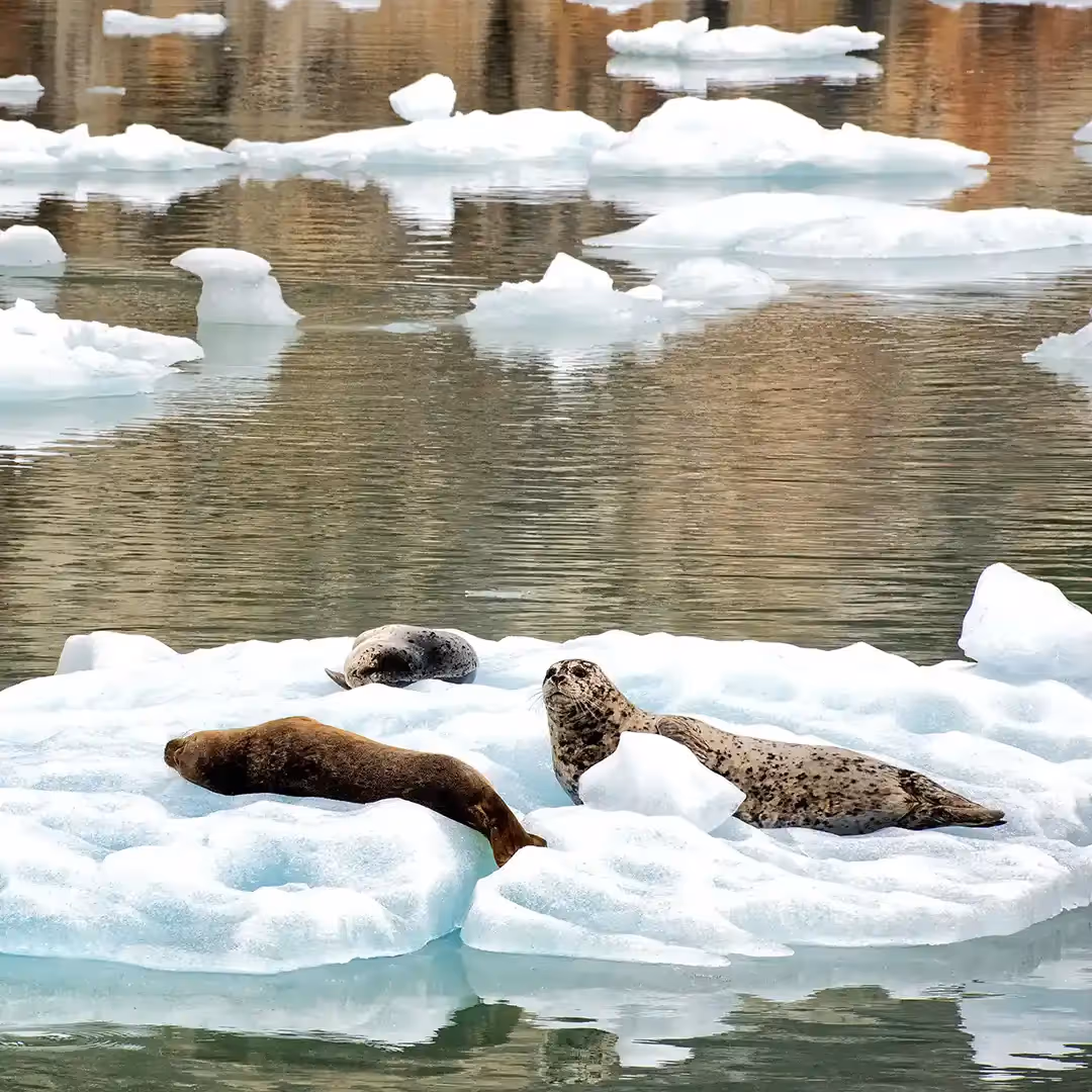 Harbor seals hauled out on floating ice
