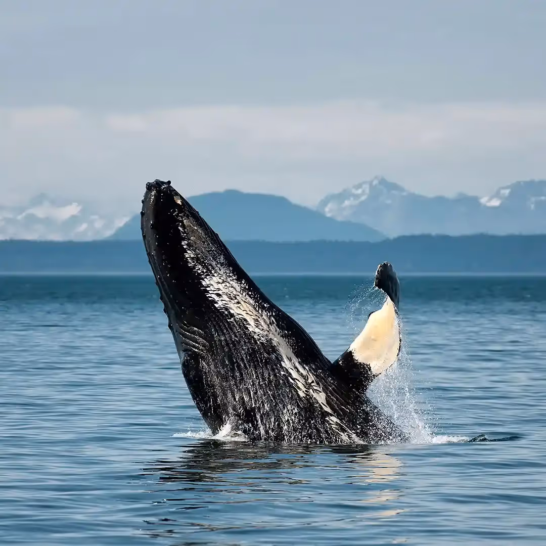 Breaching Humpback Whale