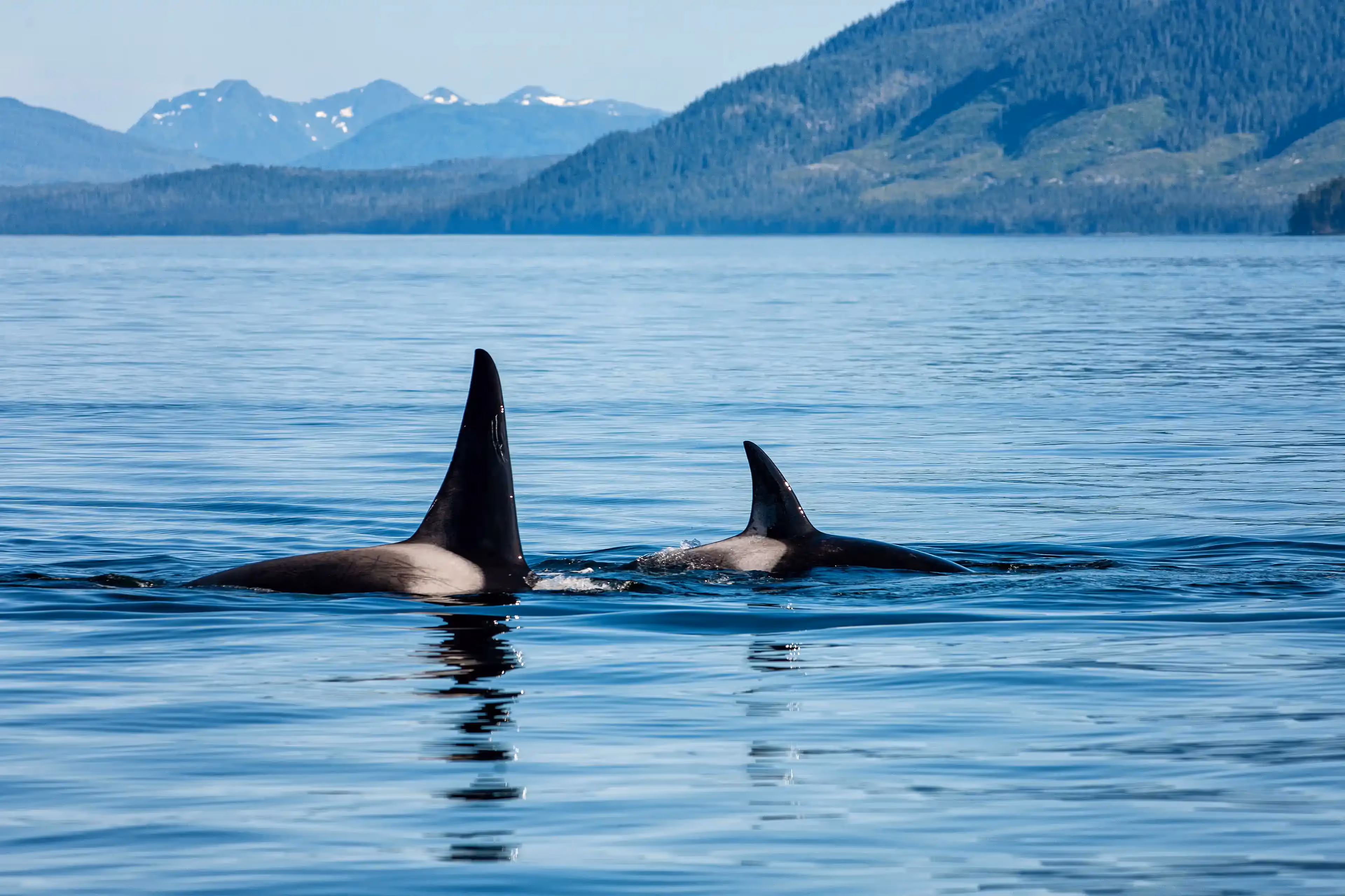 Breathtaking view of orcas