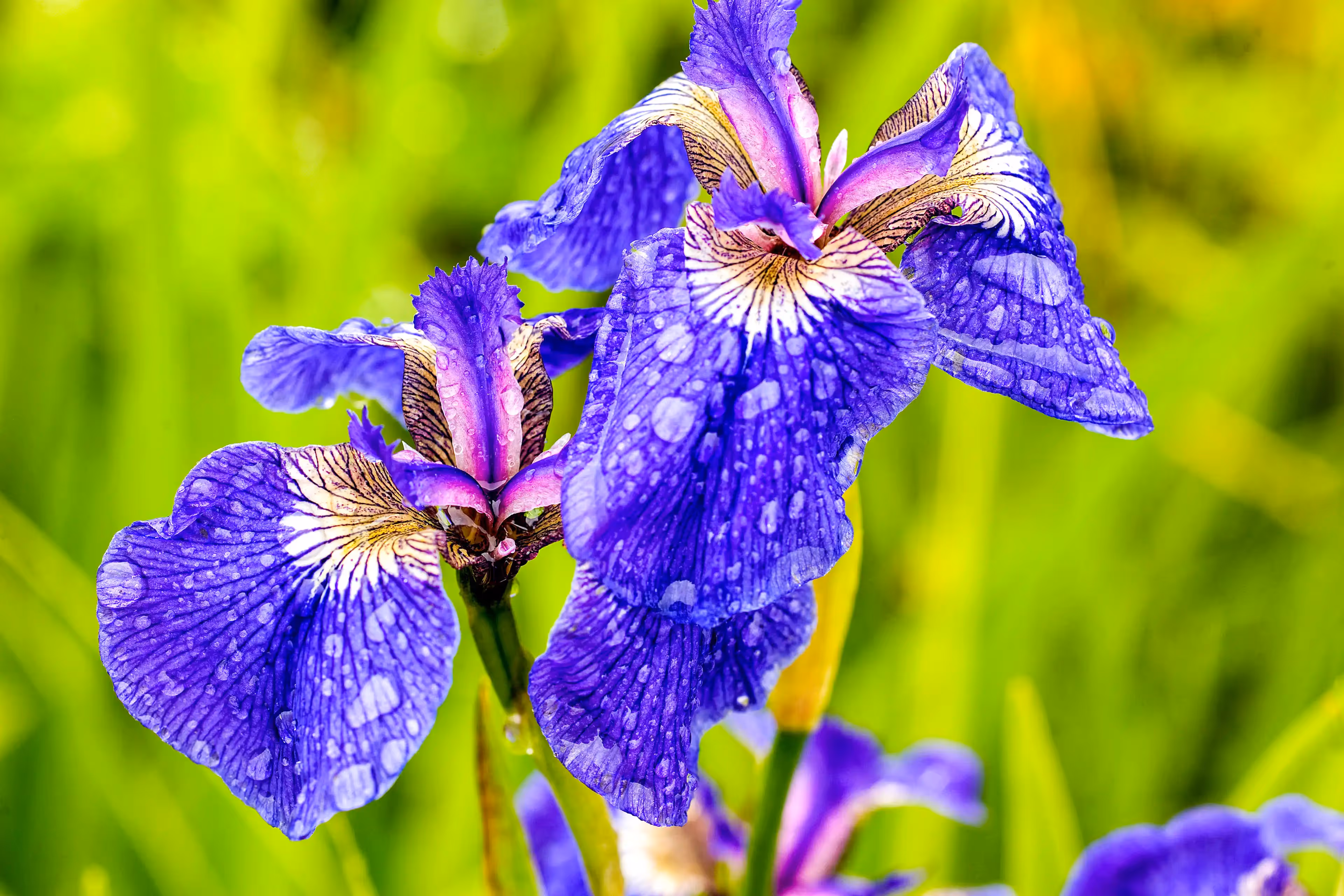 Siberian iris in Alaska