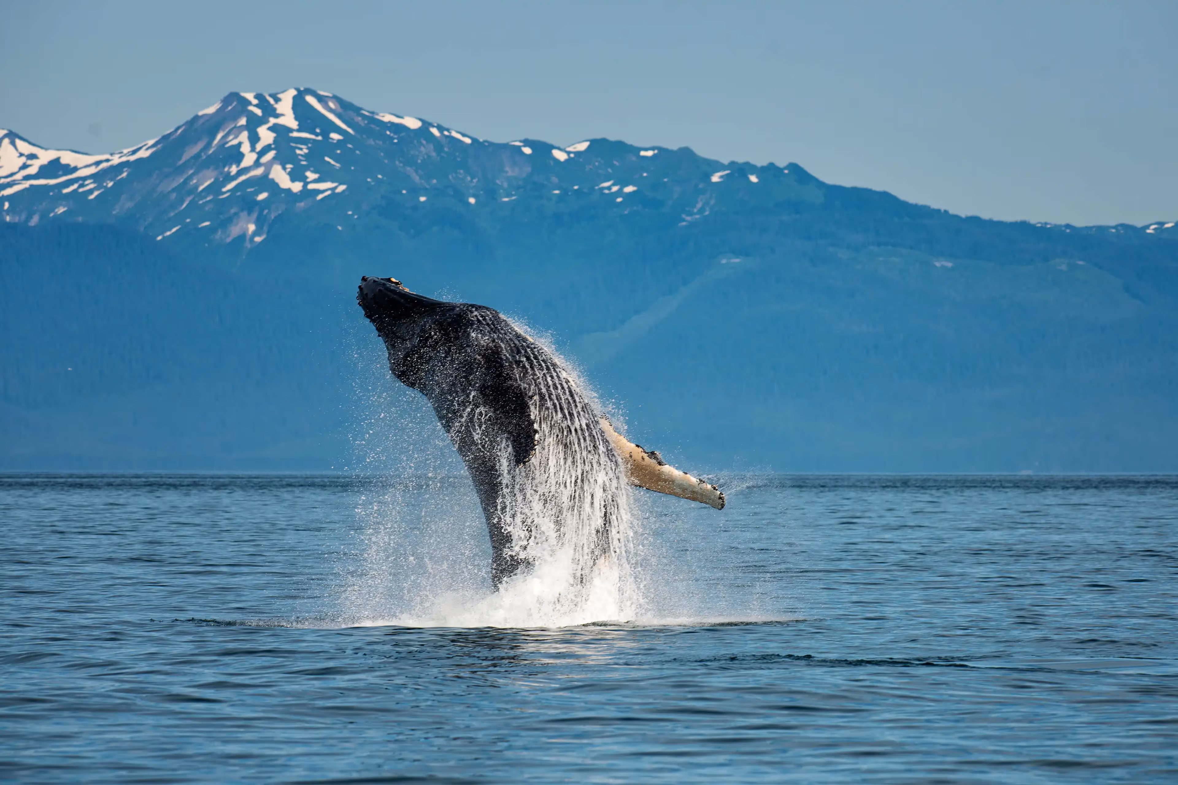 Whale breaching against the scenic backdrop of Glaciers Bay
