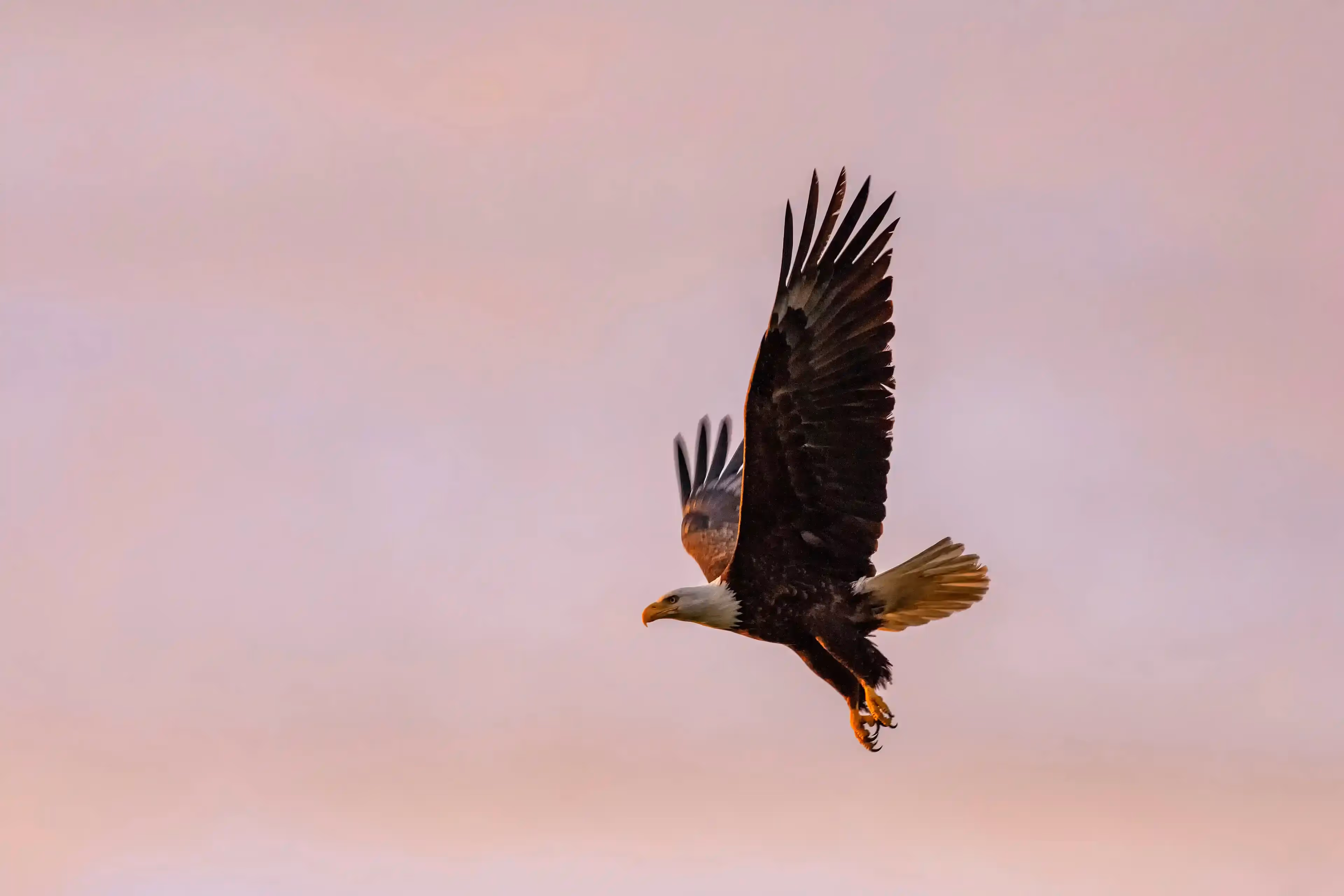 Soaring American Bald Eagle