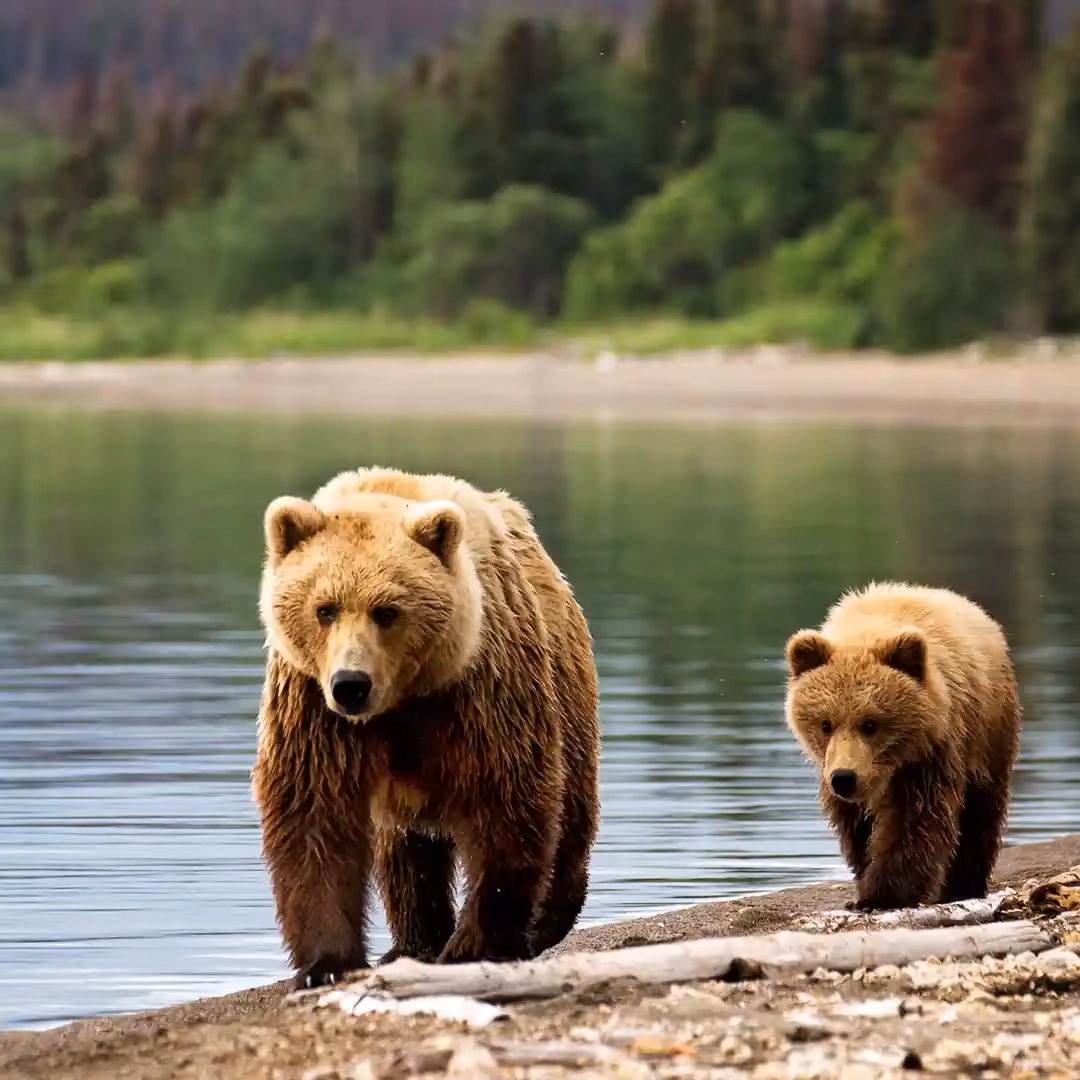 Alaska brown bears