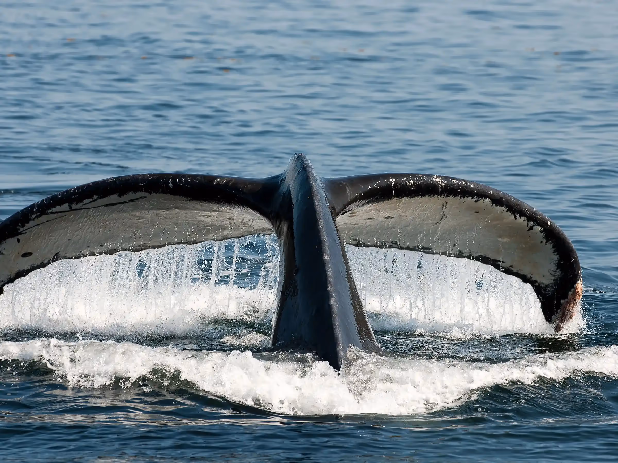 Alaska Wilderness Charters—Whale Watching—John Schnell Photography