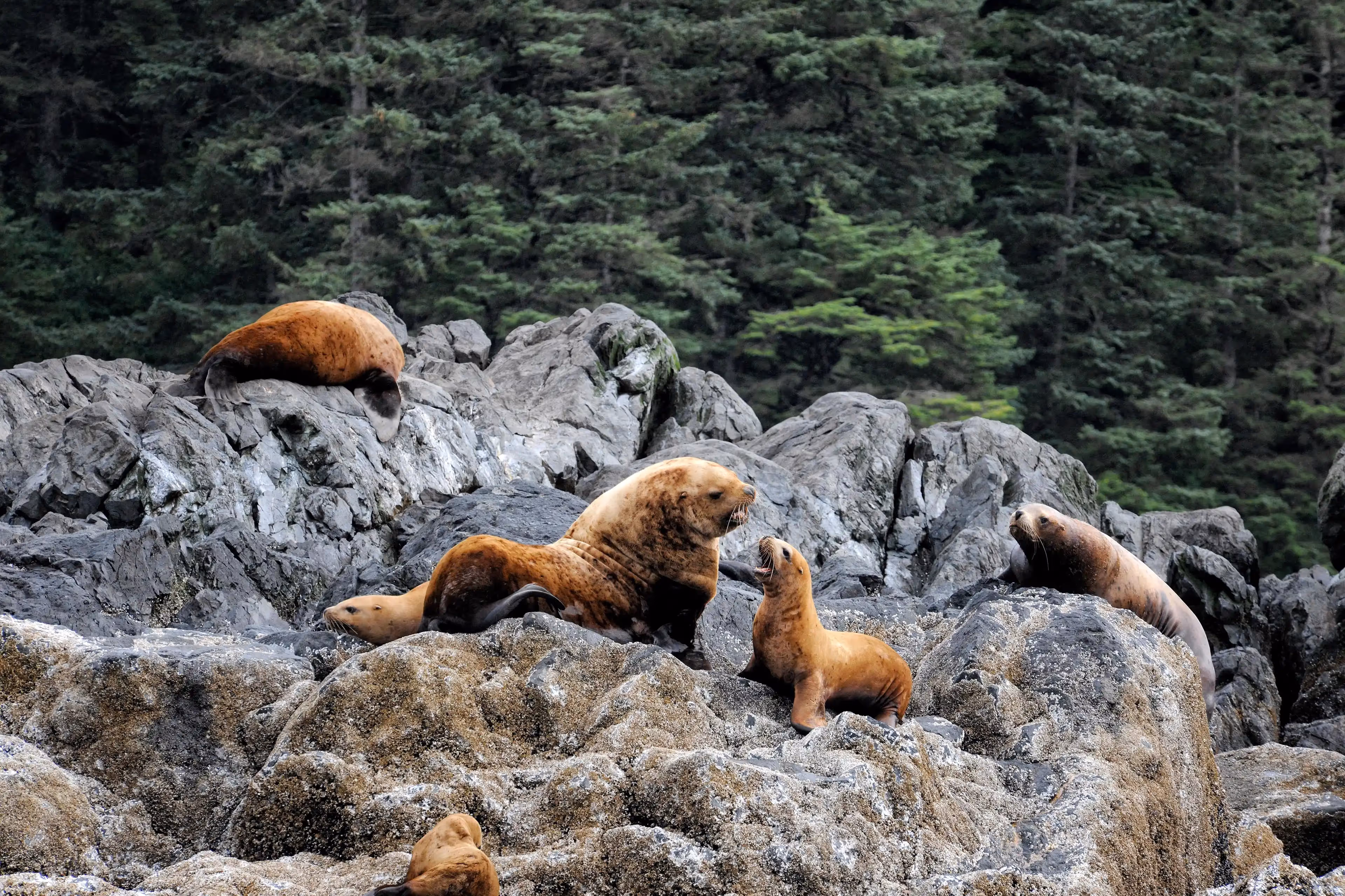 © John Schnell Photography. Alaska Wilderness Charters—sea lions