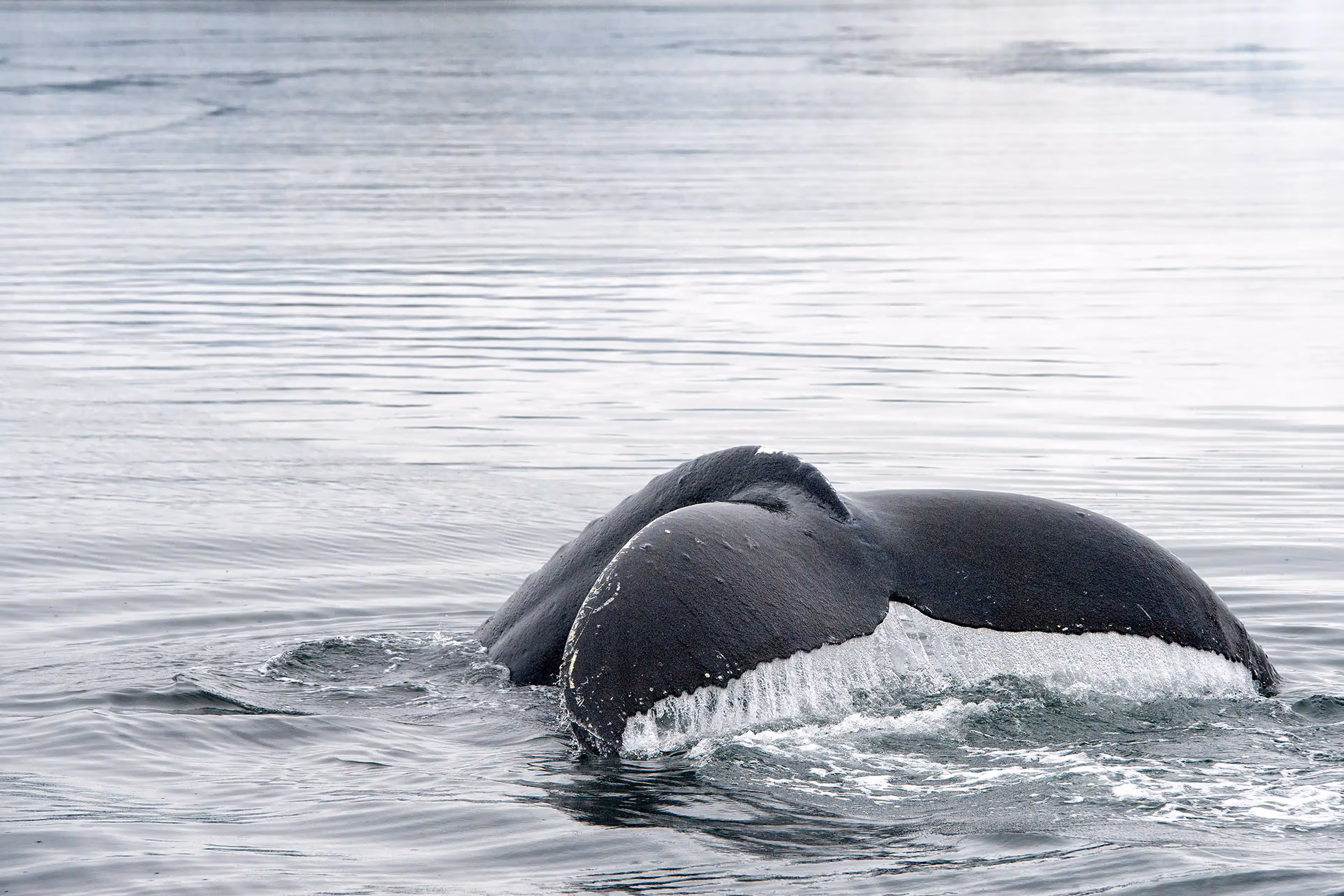 © John Schnell Photography. Alaska Wilderness Charters—whales