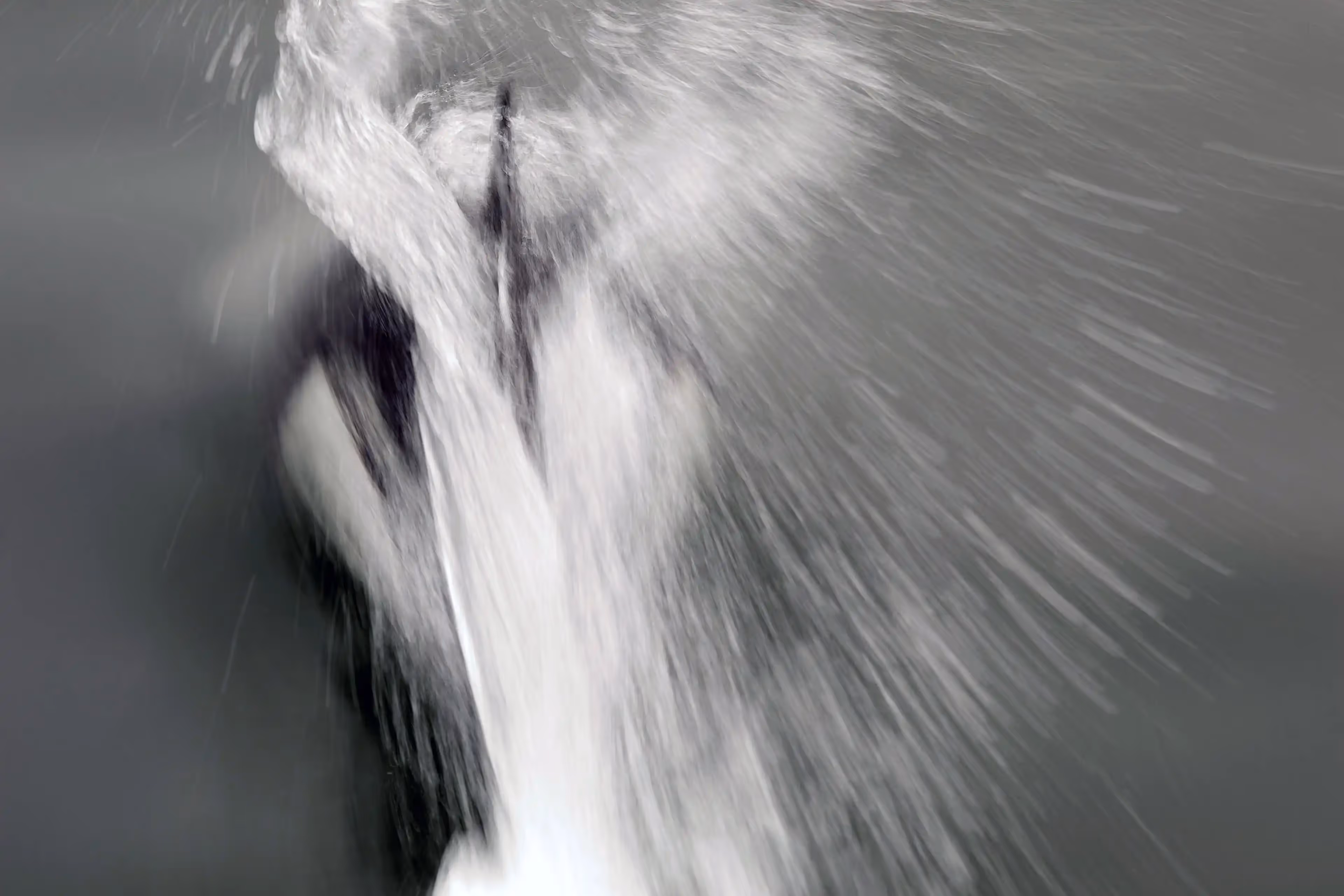 © John Schnell Photography. Alaska Wilderness Charters—Dall's Porpoise