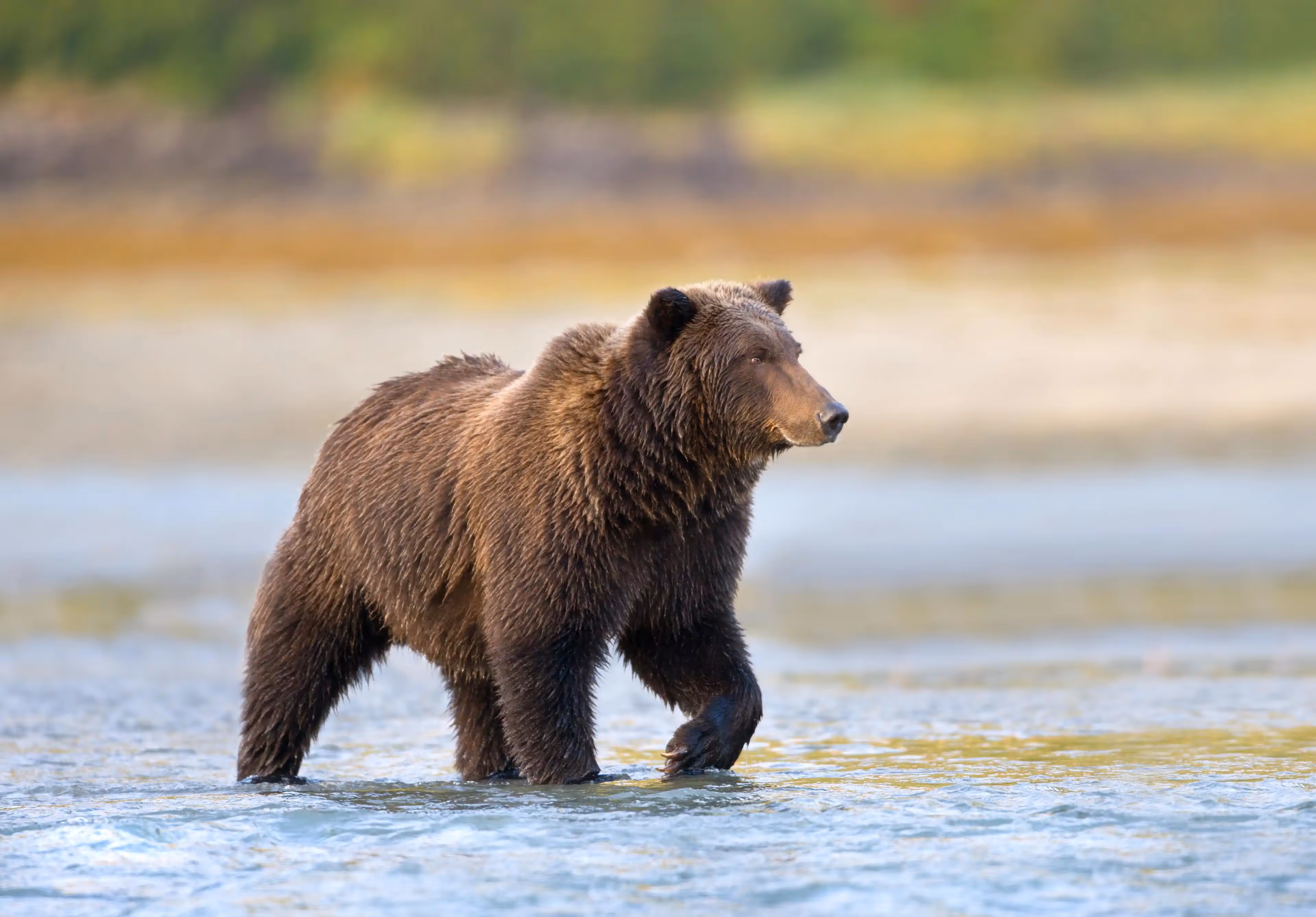 © John Schnell Photography. Alaska Wilderness Charters—Alaska brown bear