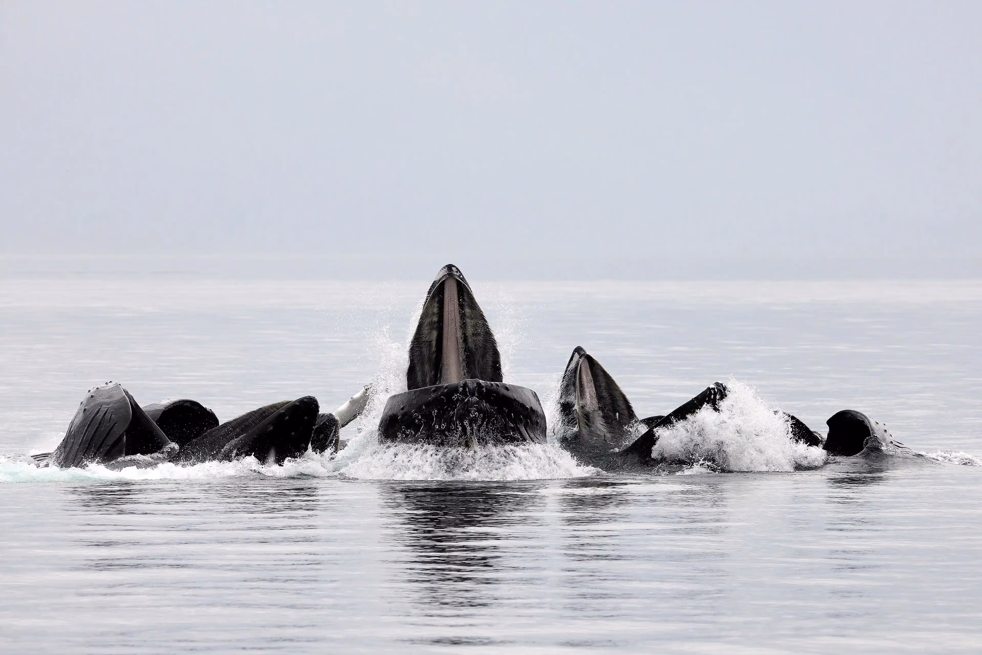 © John Schnell Photography. Alaska Wilderness Charters—Humpback Whales