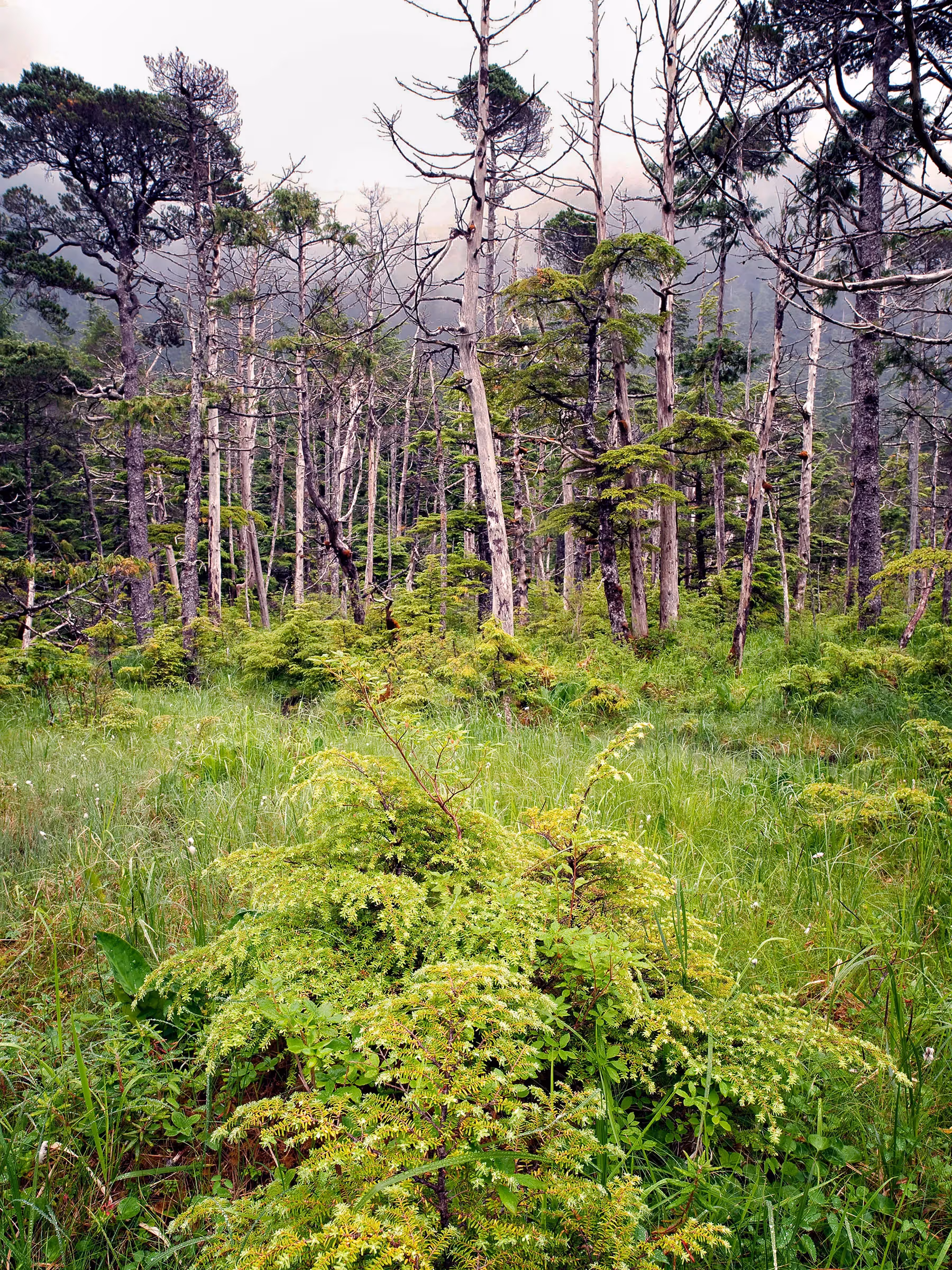 Alaska Wilderness Charters—Rainforest—John Schnell Photography