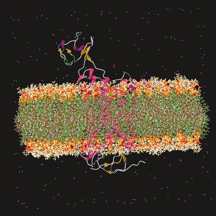 A membrane protein embedded in an explicit lipid bilayer and surrounded by solvent.