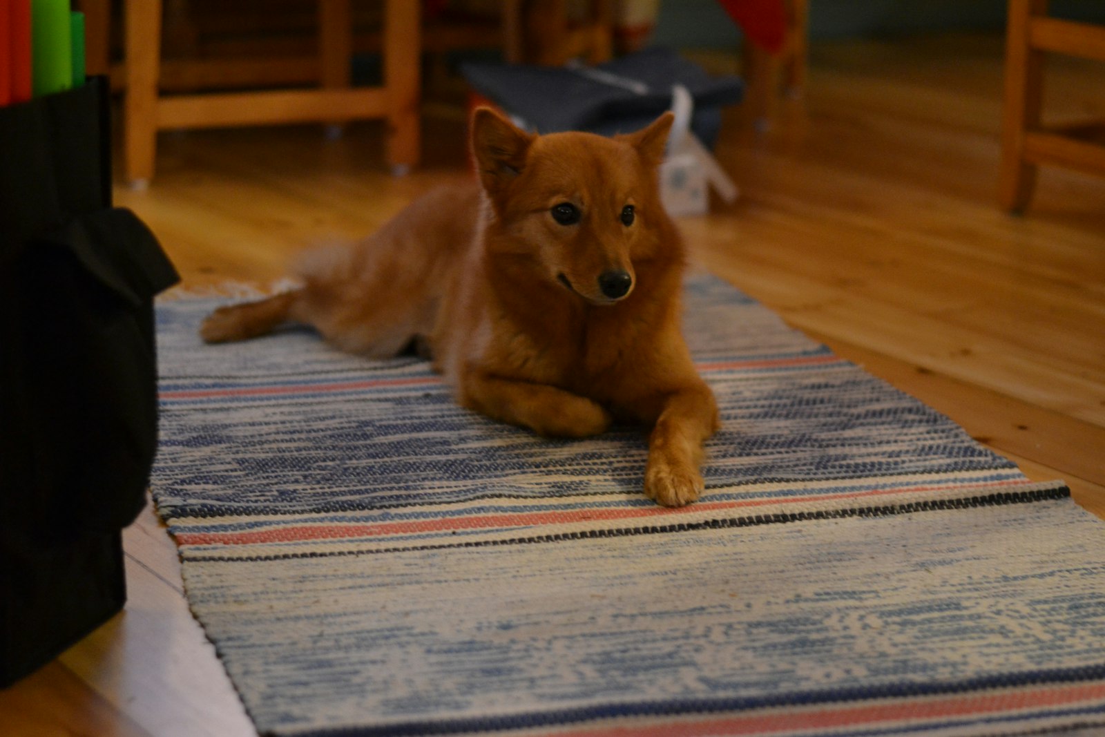 A ginger dog lying on a woven rug on a wooden floor
